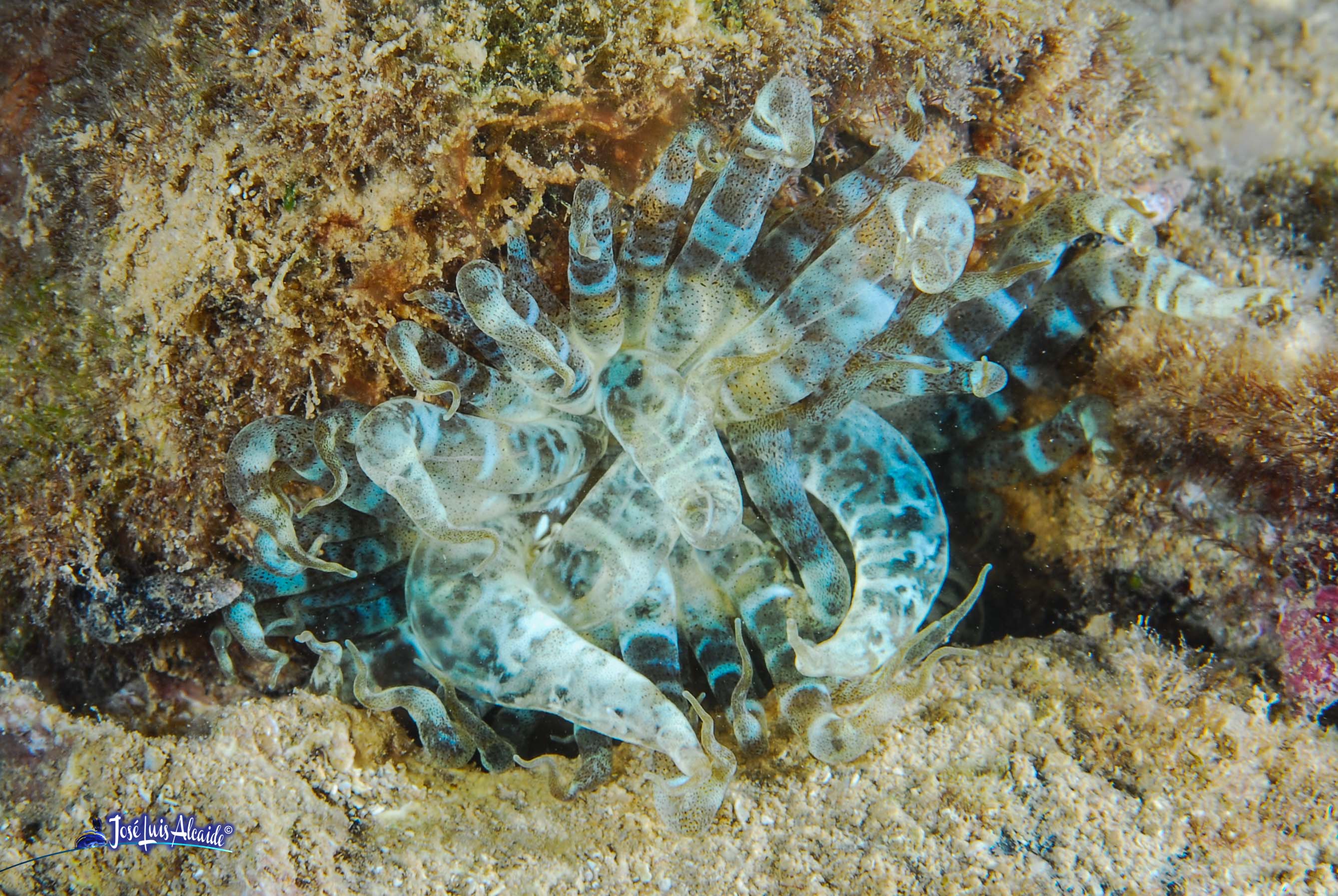 Cribrinopsis crassa anémona de brazos gruesos