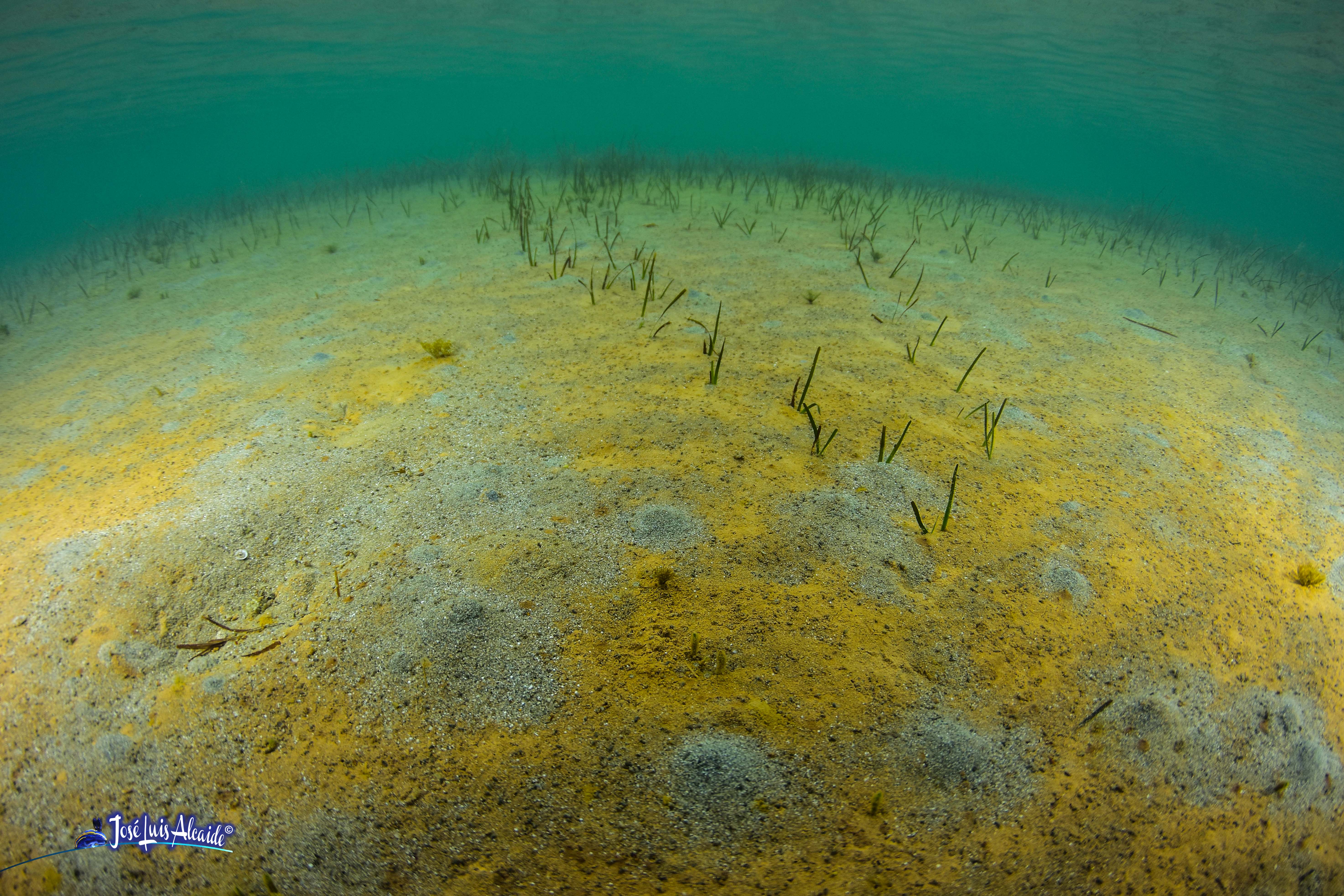 detalle de hojas de Cymodocea nodosa en pradera marina mediterránea