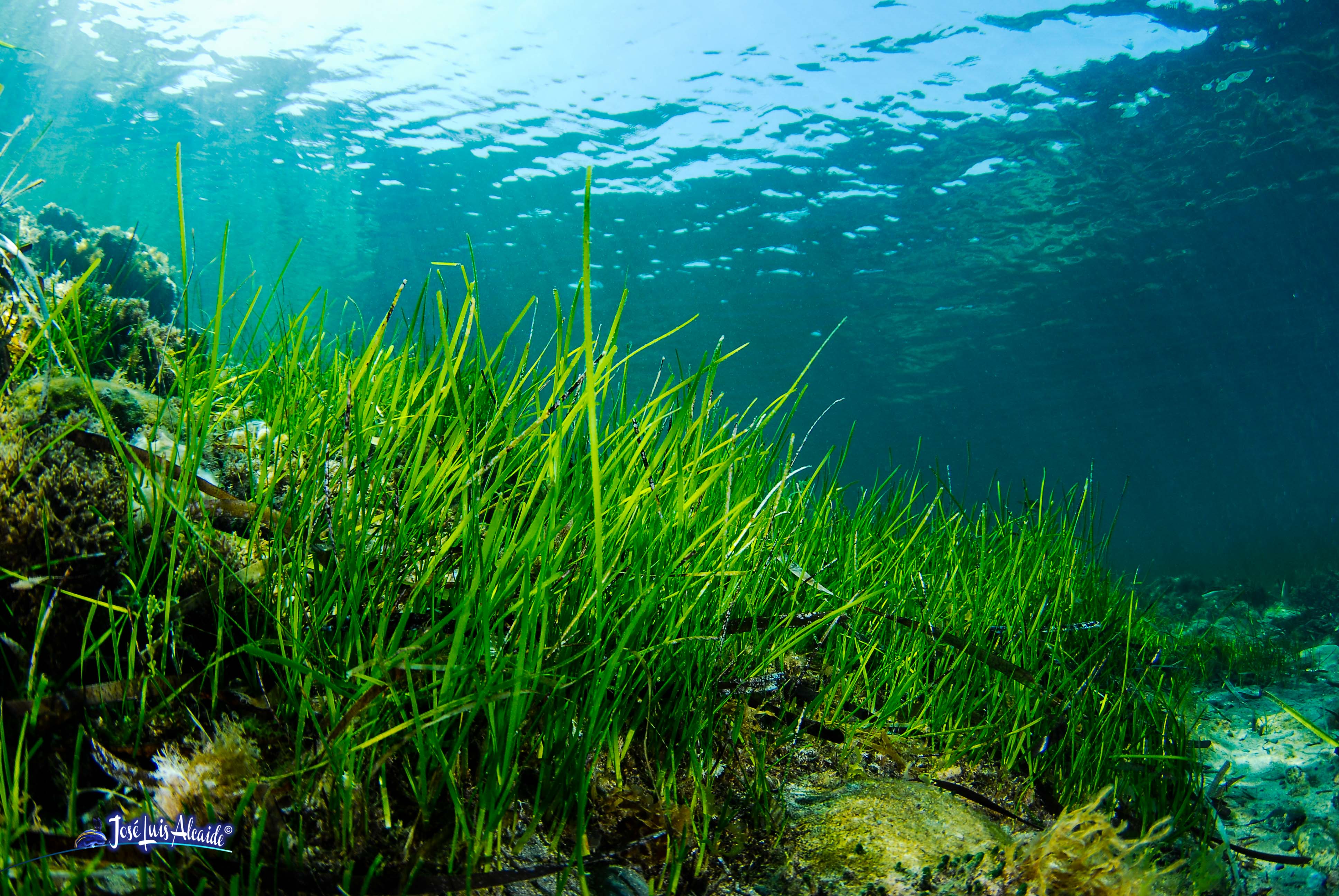 detalle de pradera de Cymodocea nodosa con hojas verdes en el Mar Mediterráneo