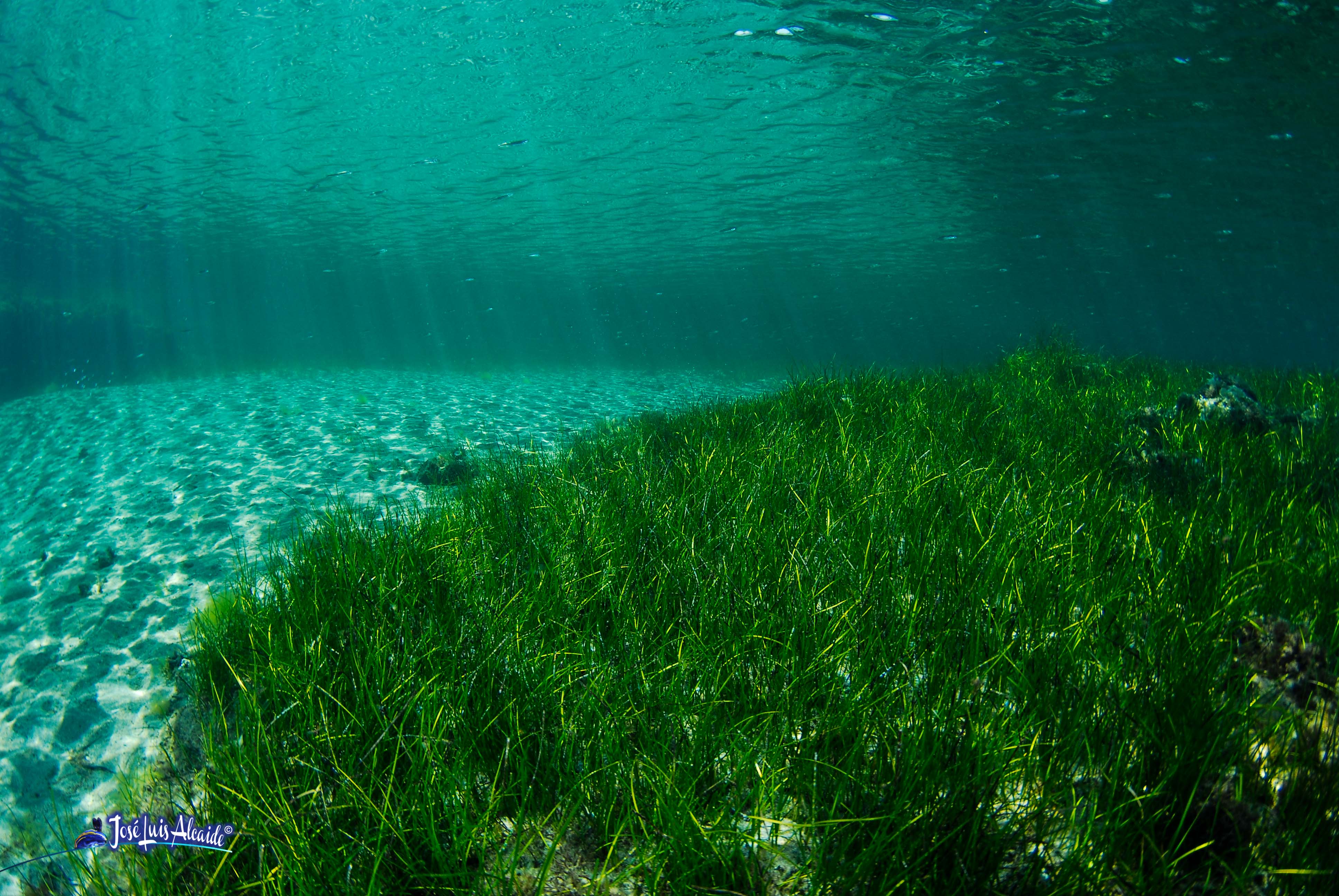 pradera de Cymodocea nodosa con hojas largas y estrechas en aguas claras