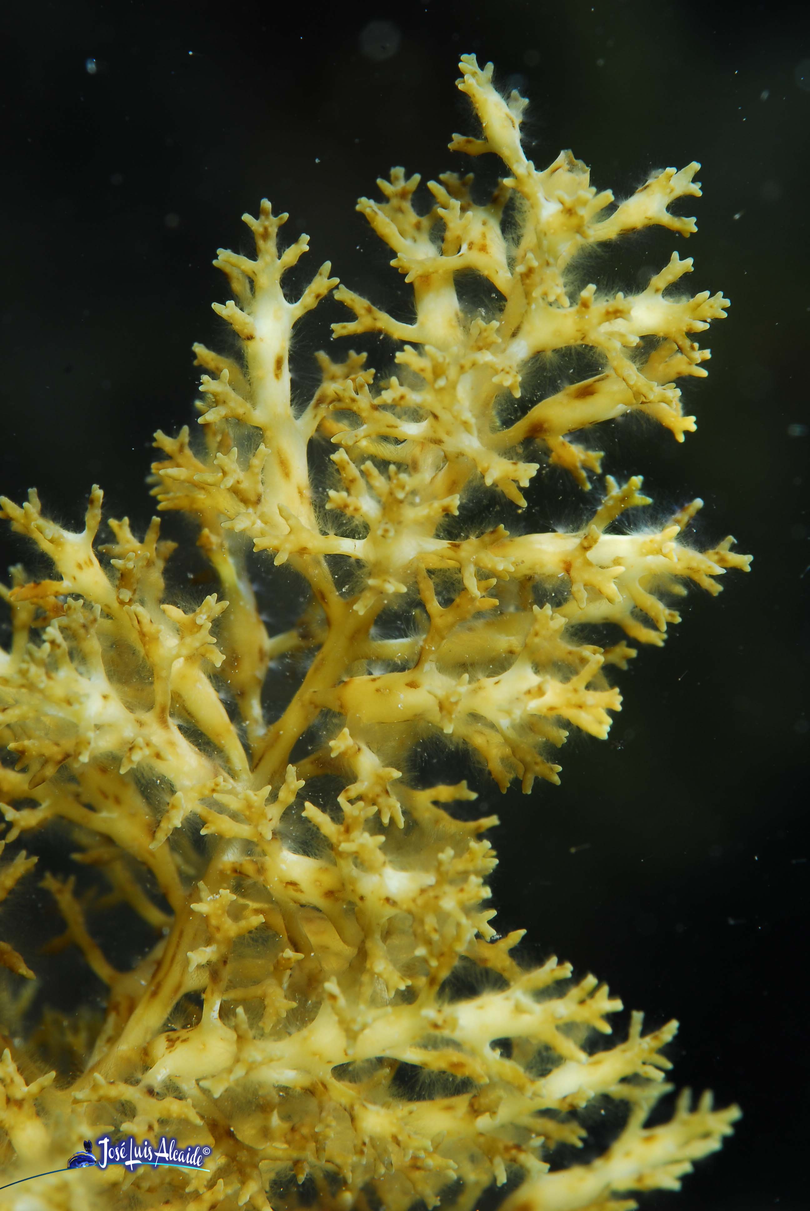 Cystoseira compressa