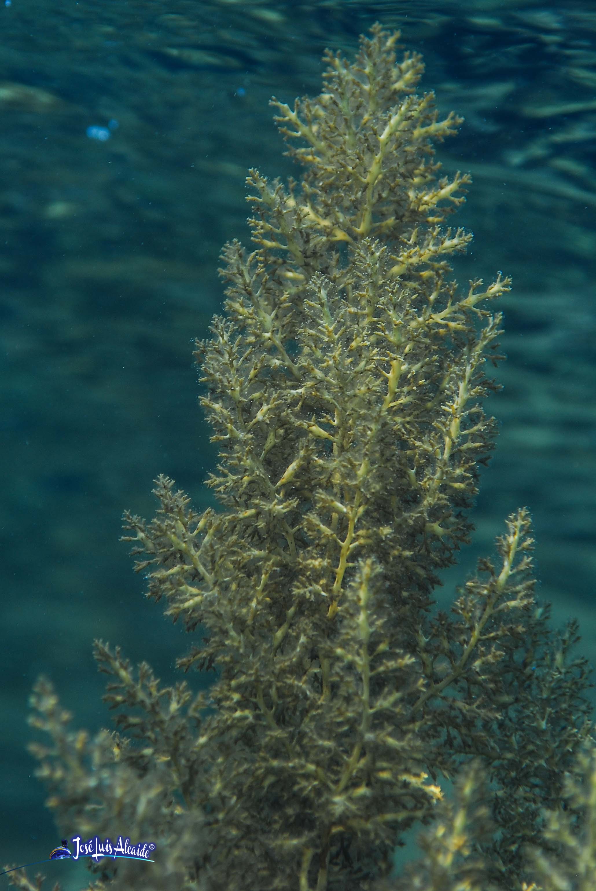 Cystoseira compressa