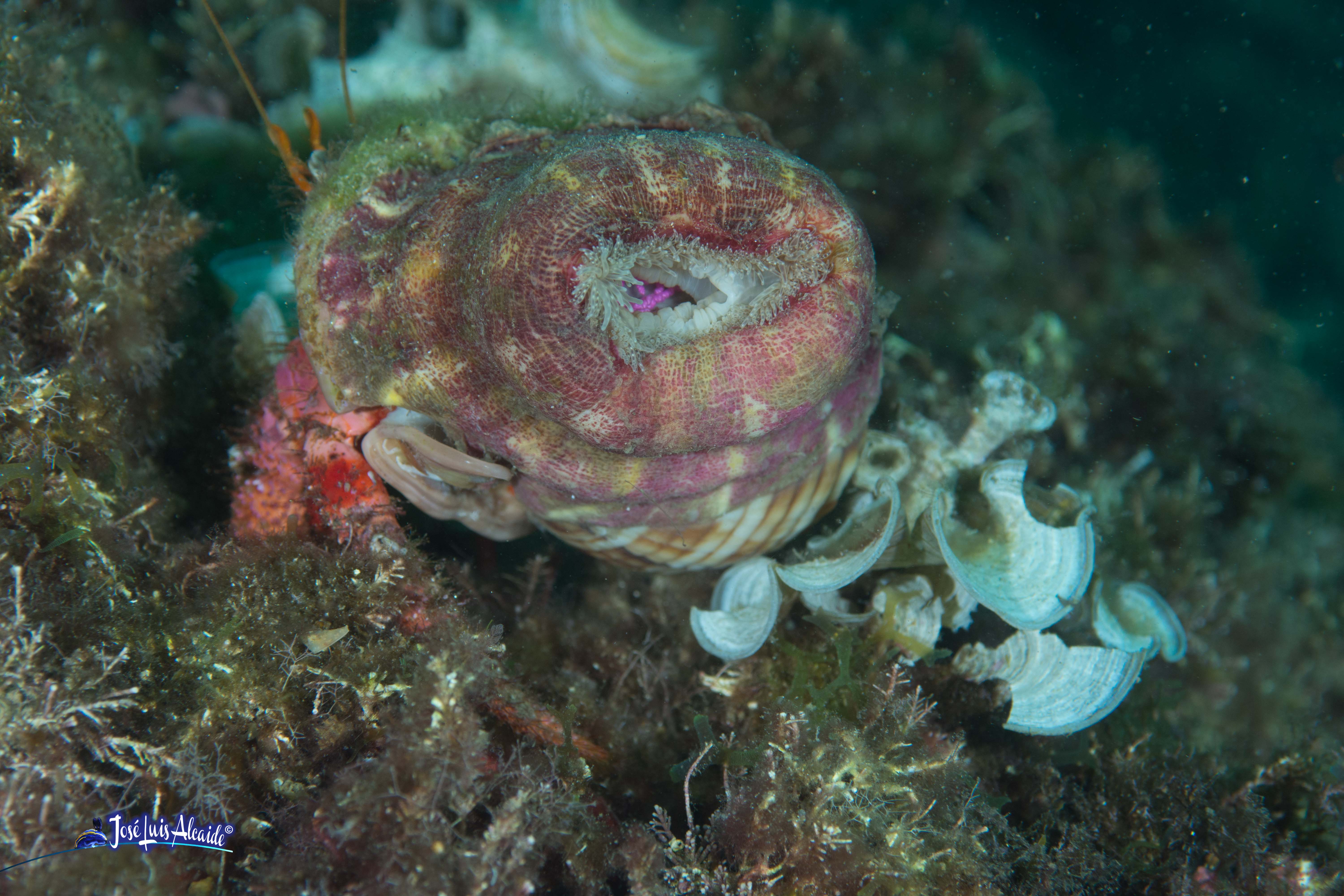 Dardanus arrosor (anémona)