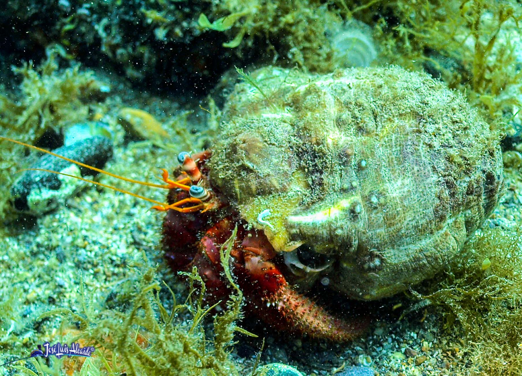 Dardanus arrosor (anémona)