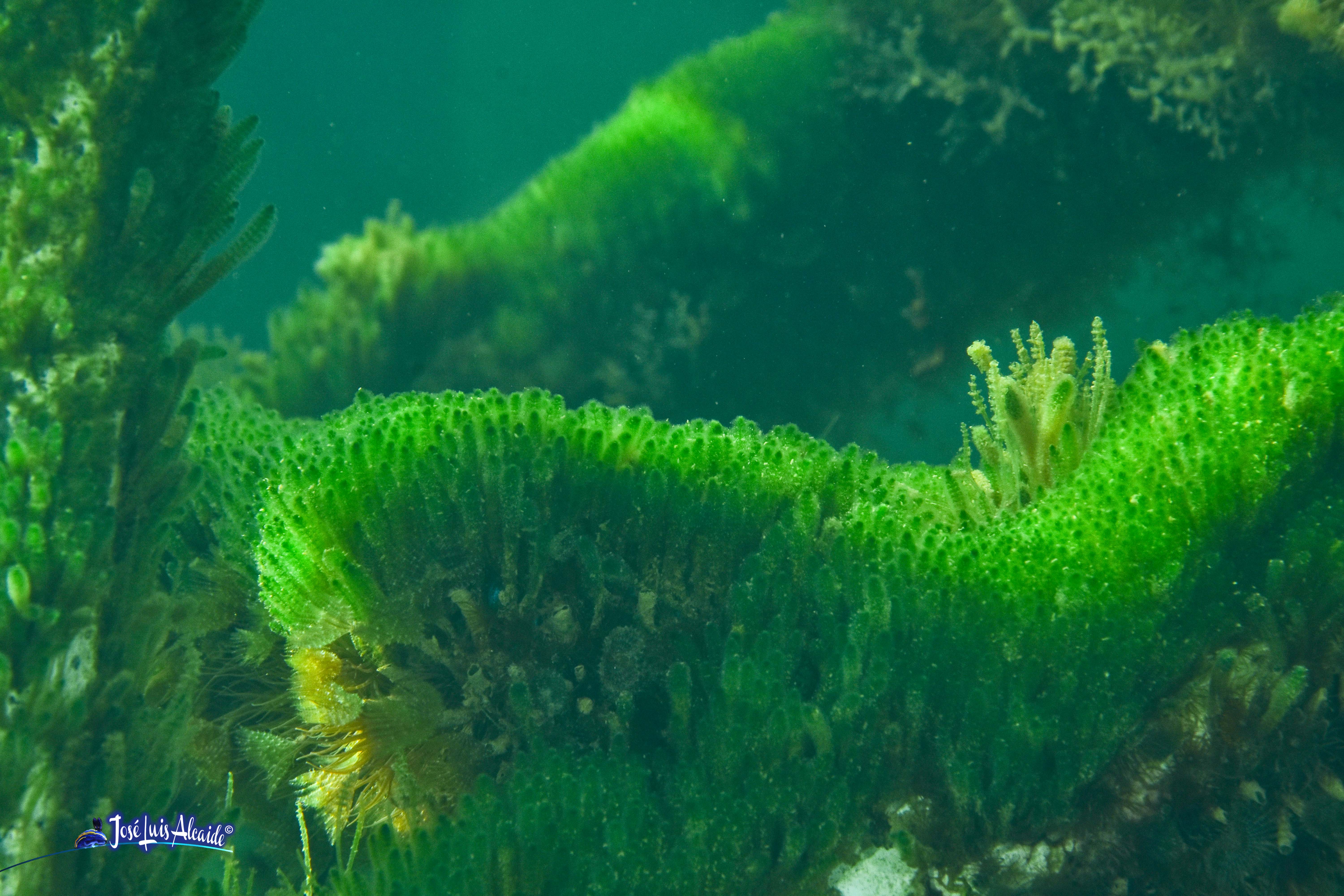 Dasycladus vermicularis