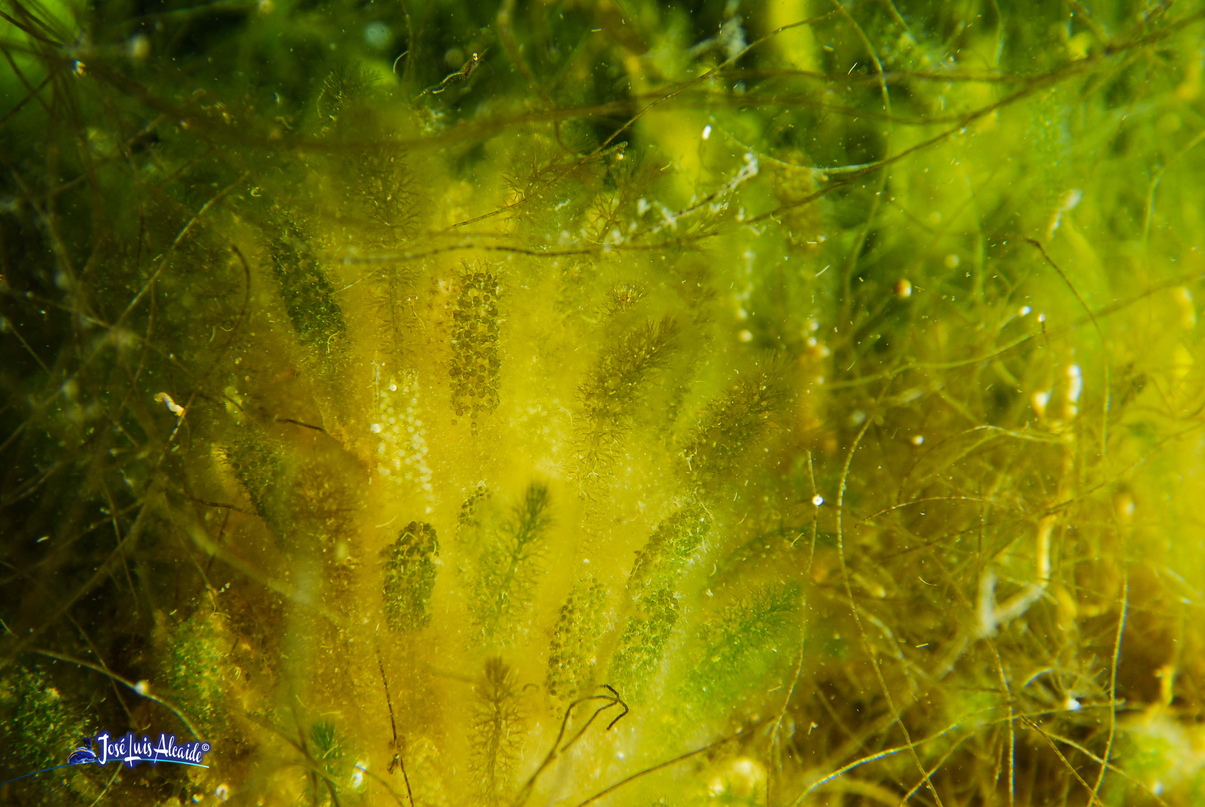 Dasycladus vermicularis