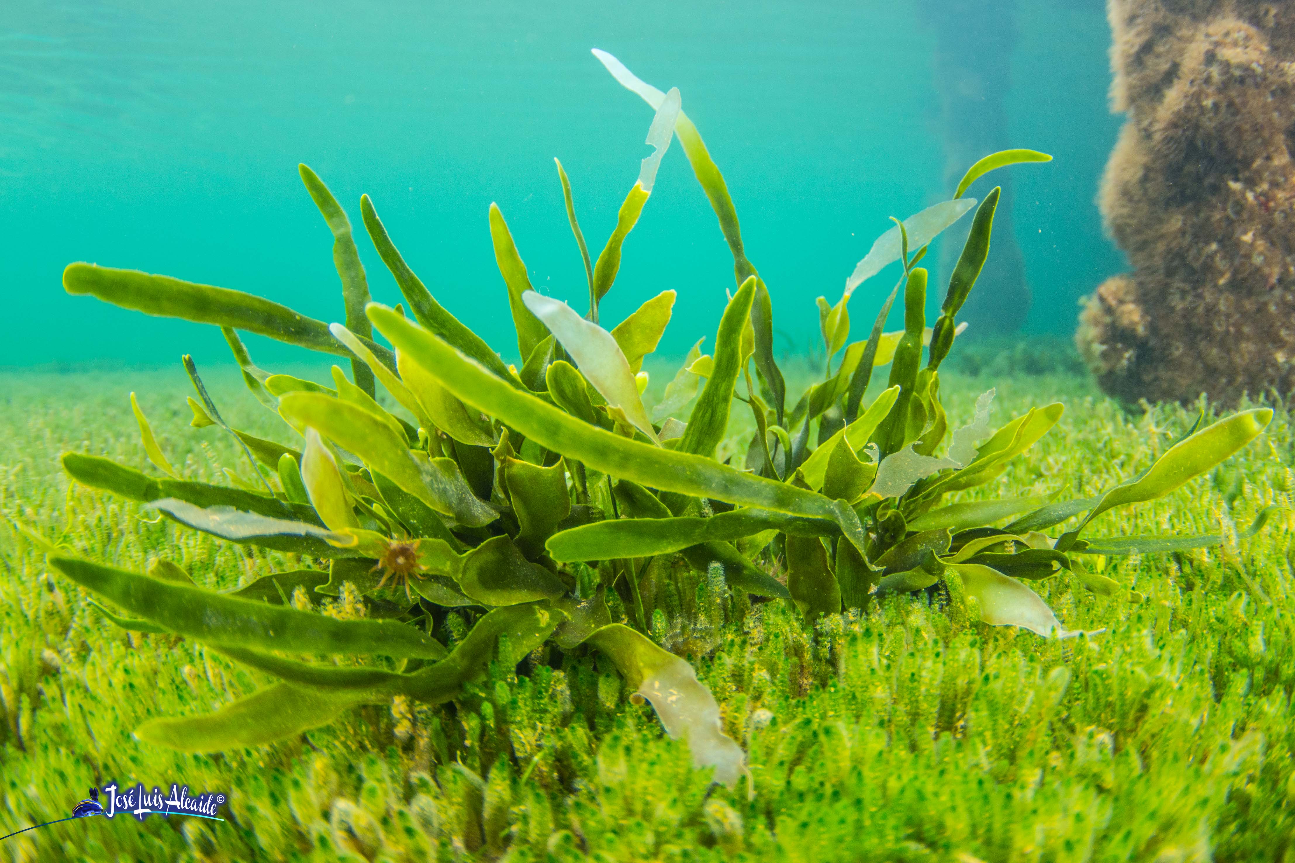 Dasycladus vermicularis