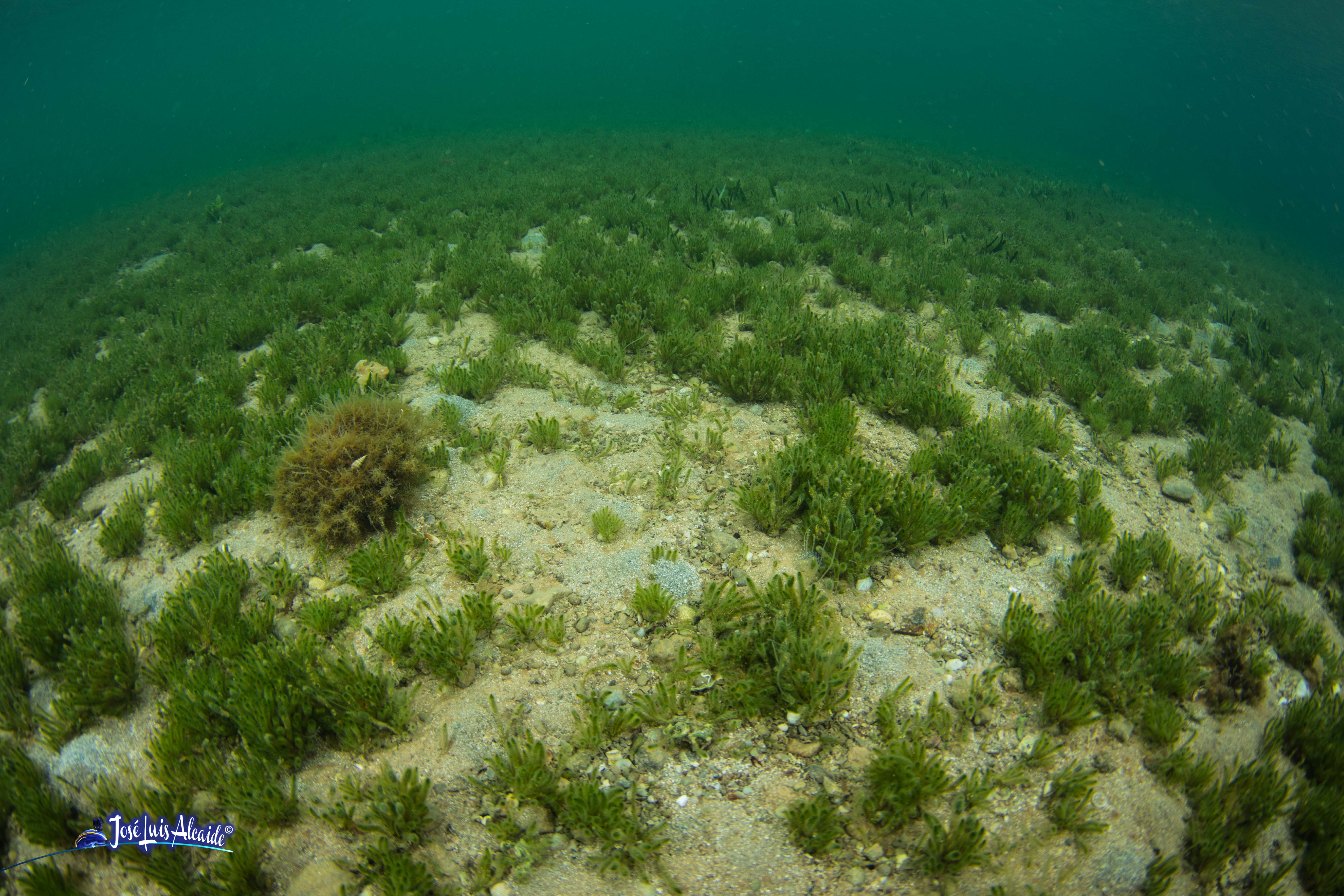 Dasycladus vermicularis