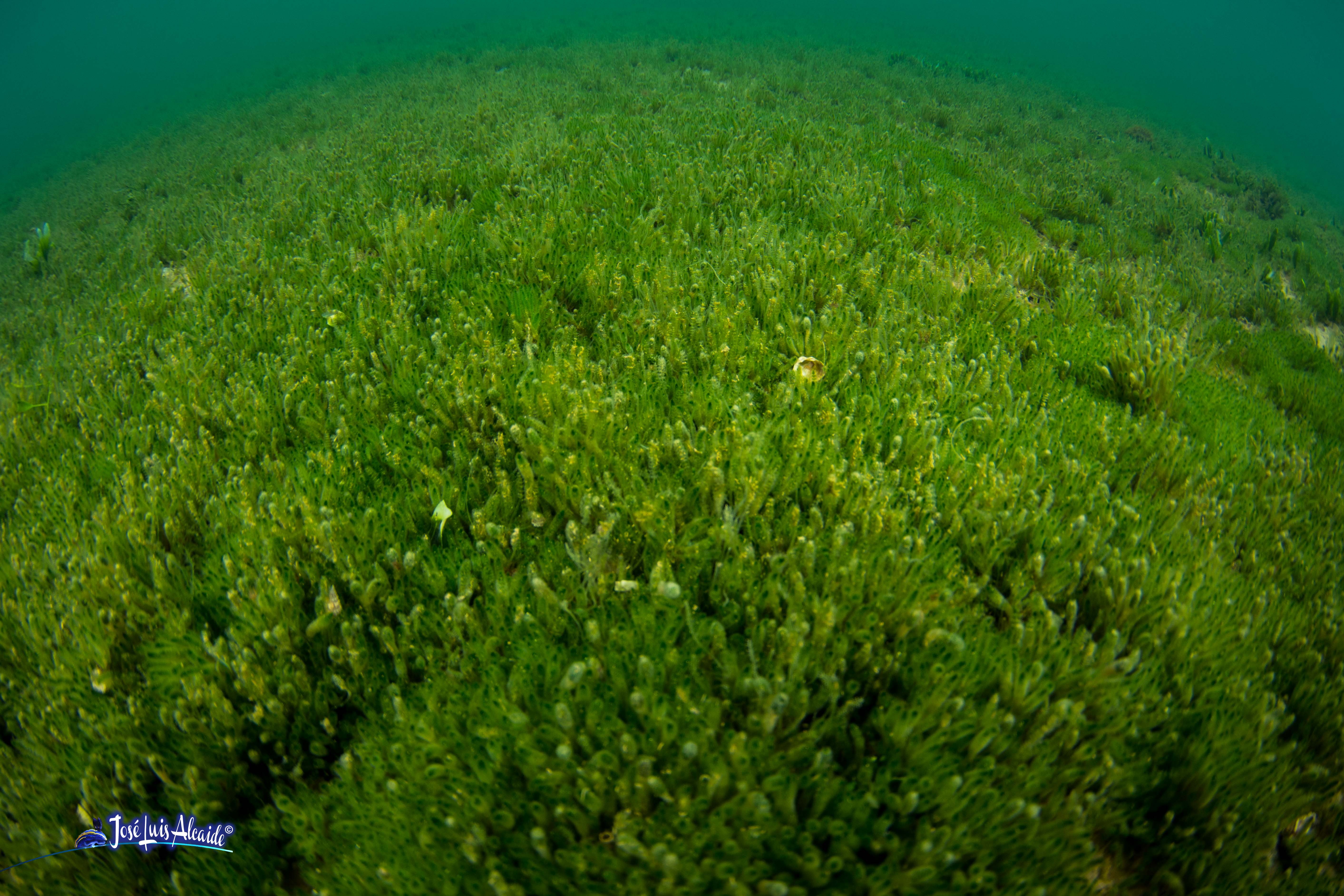 Dasycladus vermicularis