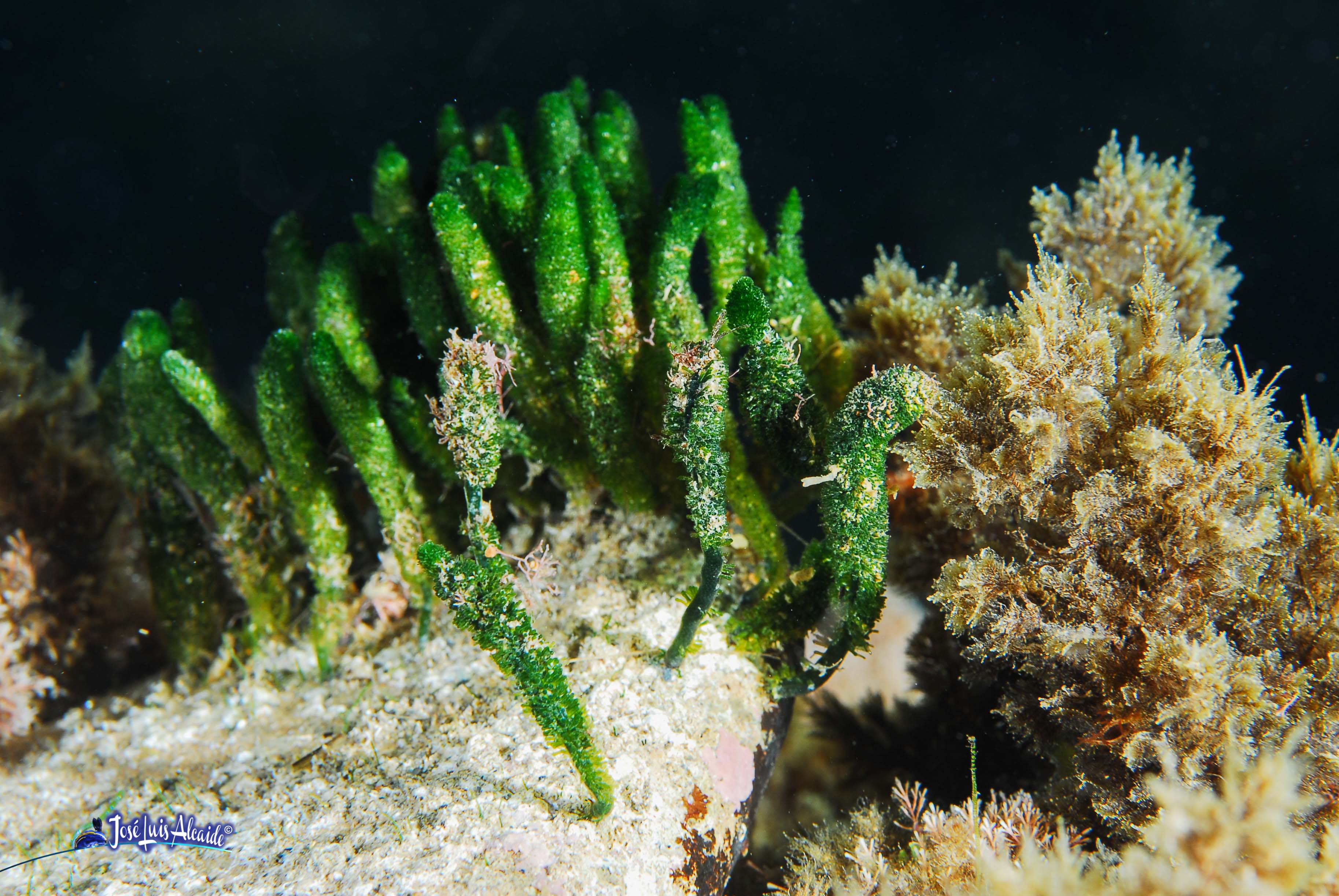 Dasycladus vermicularis