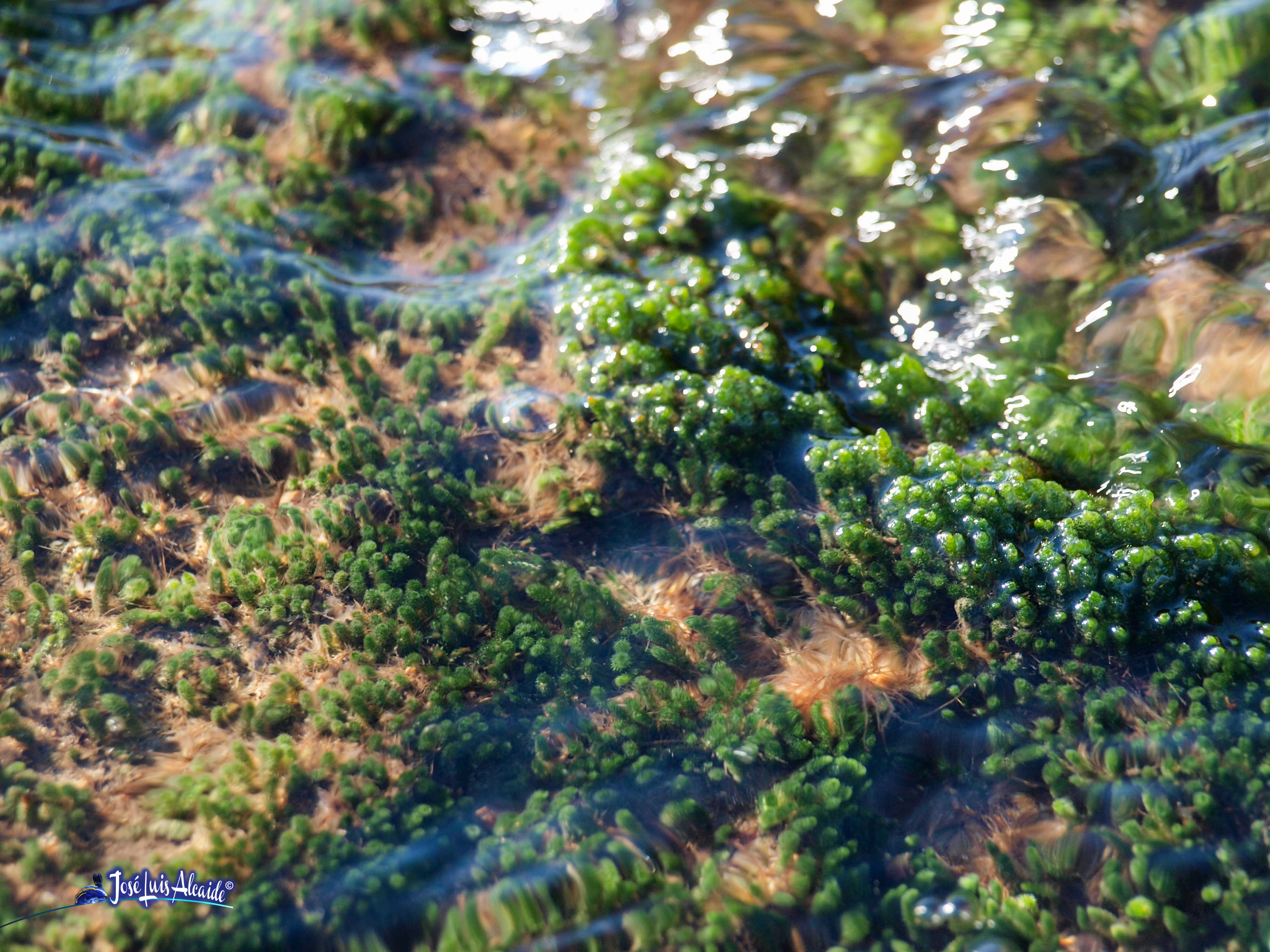 Dasycladus vermicularis