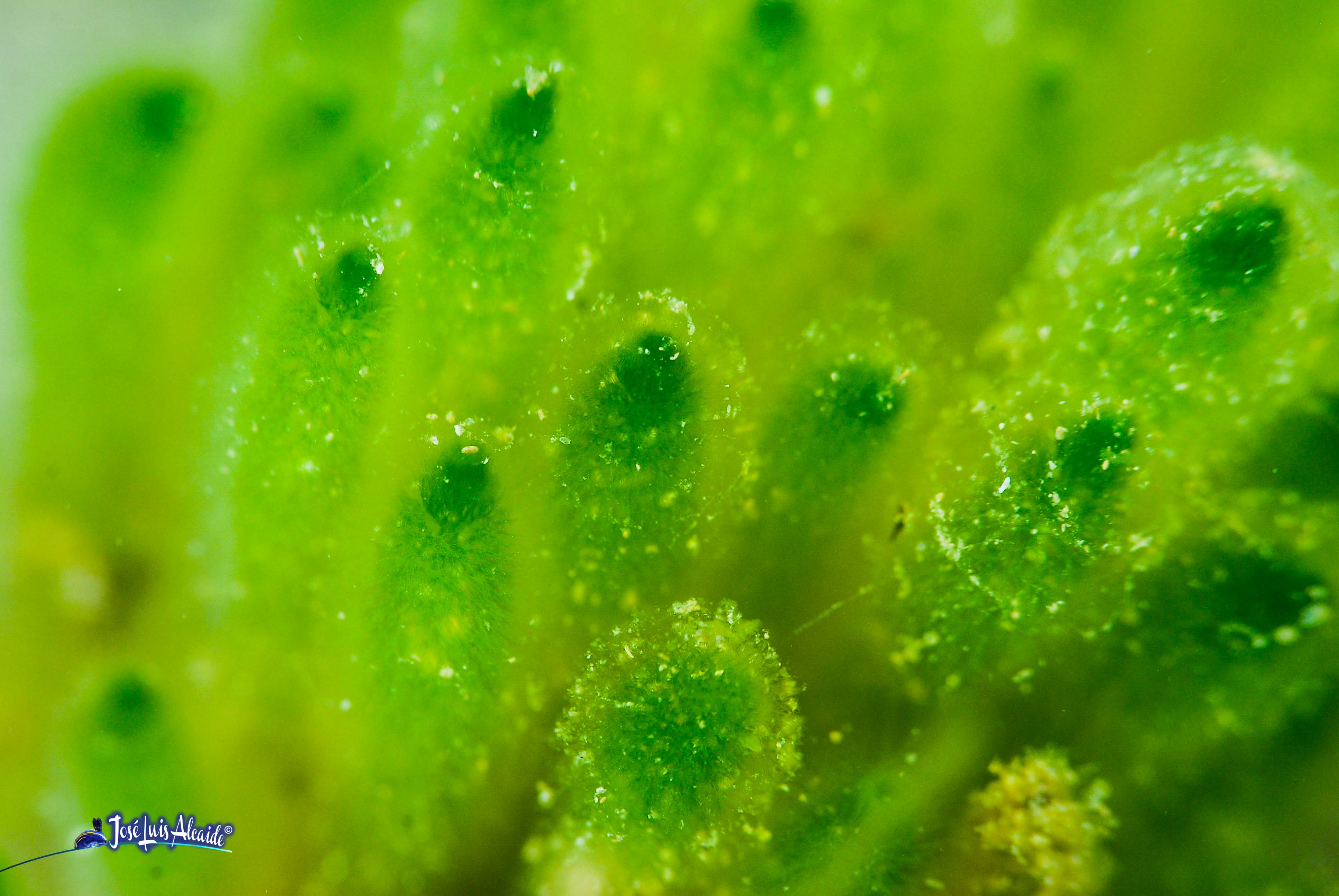 Dasycladus vermicularis