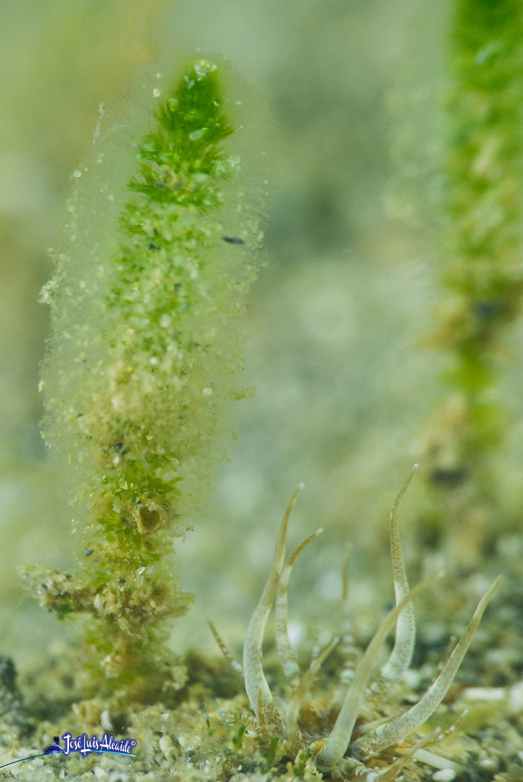 Dasycladus vermicularis