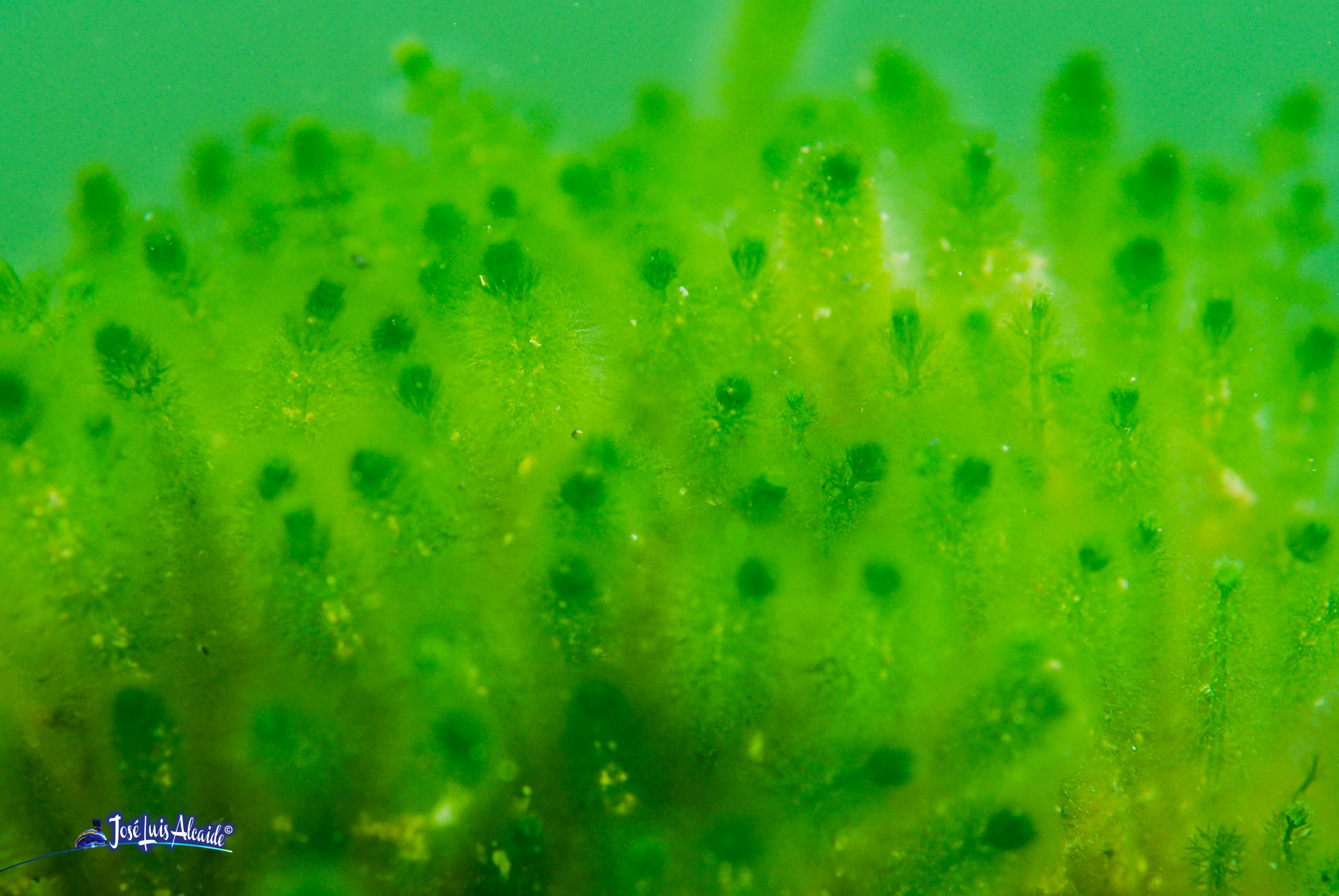 Dasycladus vermicularis