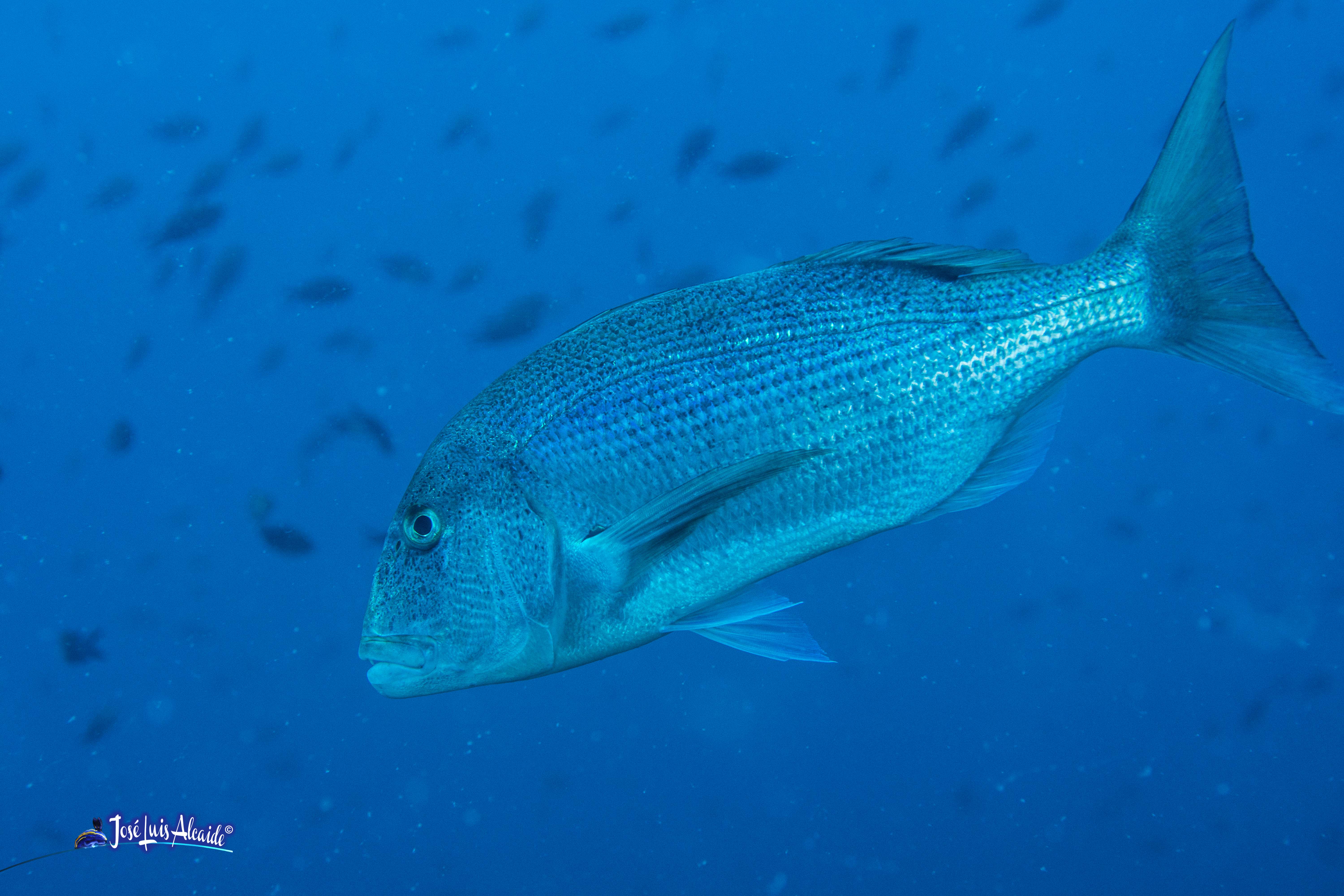 Dentex dentex dentón