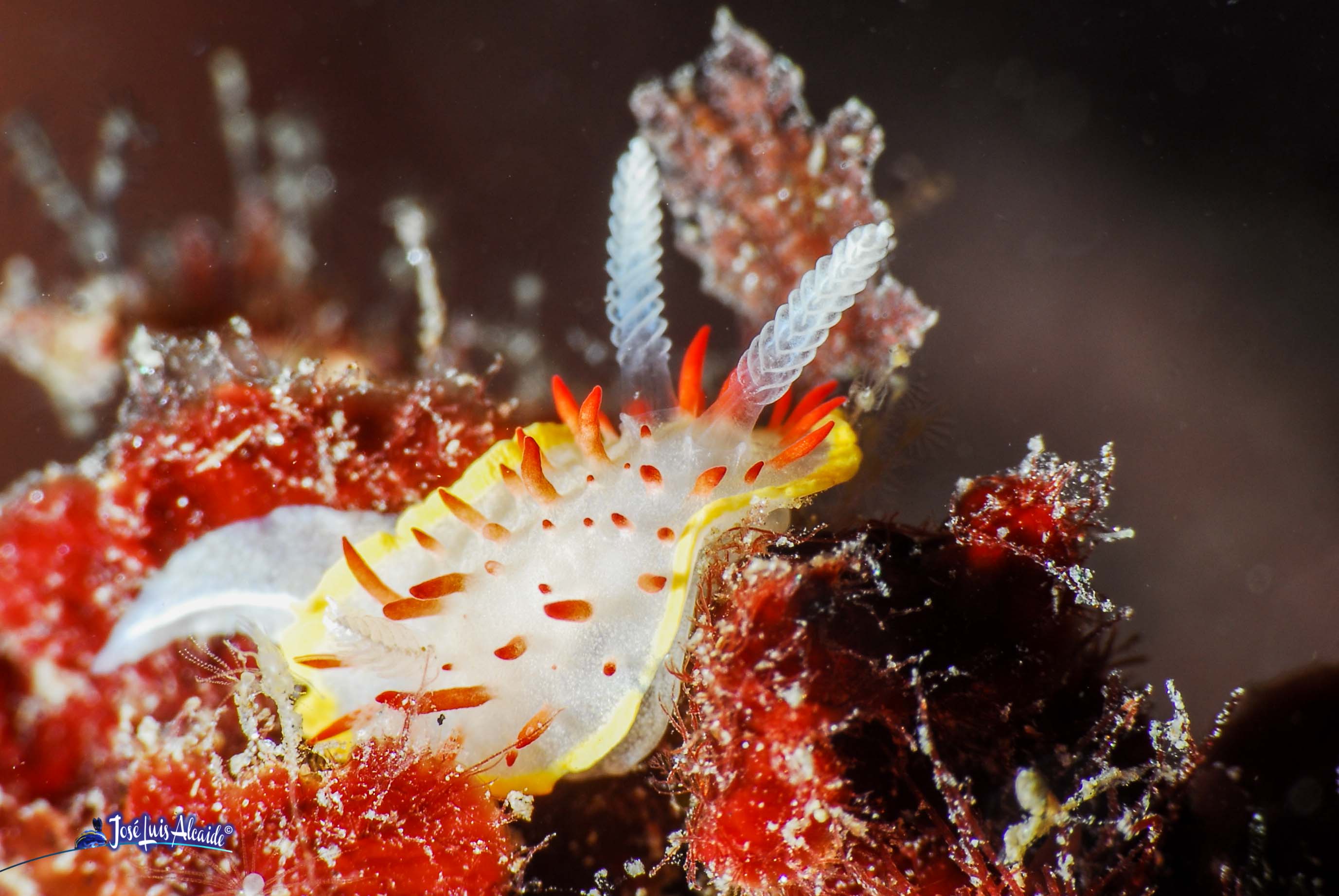 Diaphodoris papillata