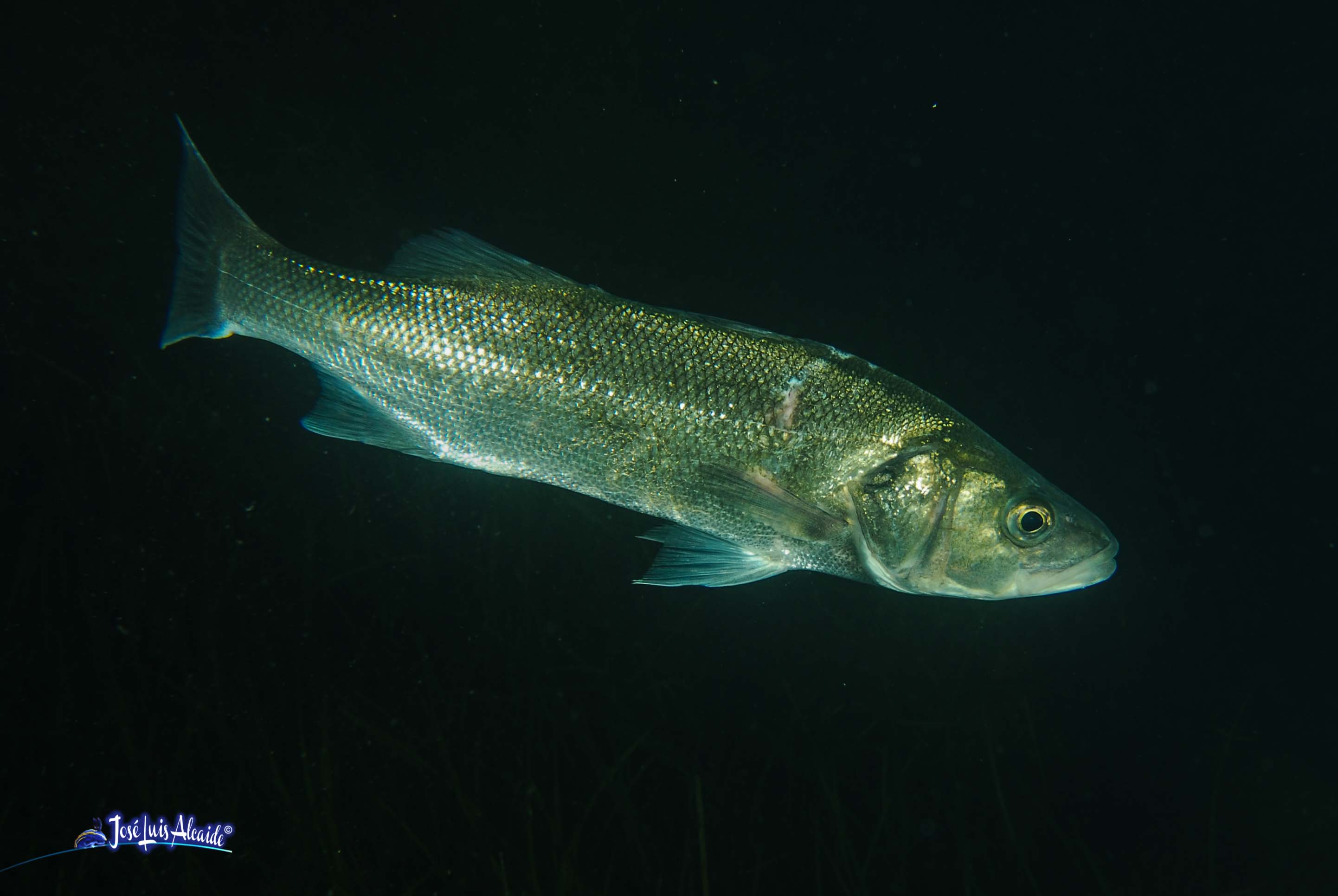 Dicentrarchus labrax lubina