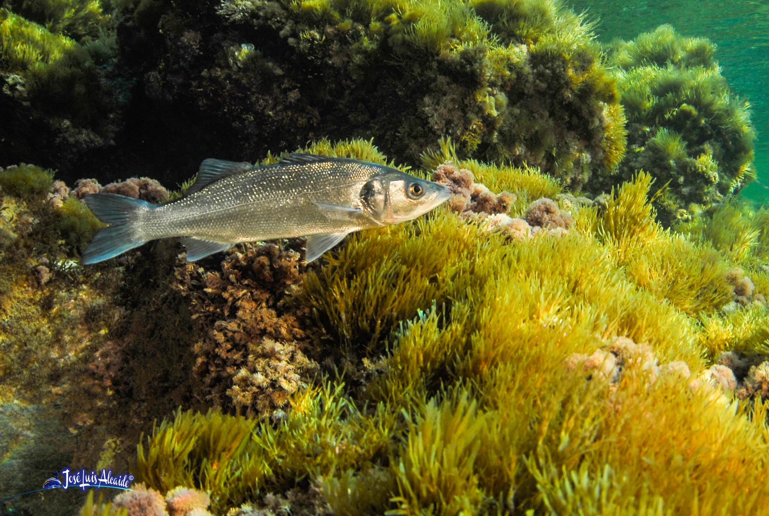 Dicentrarchus labrax lubina