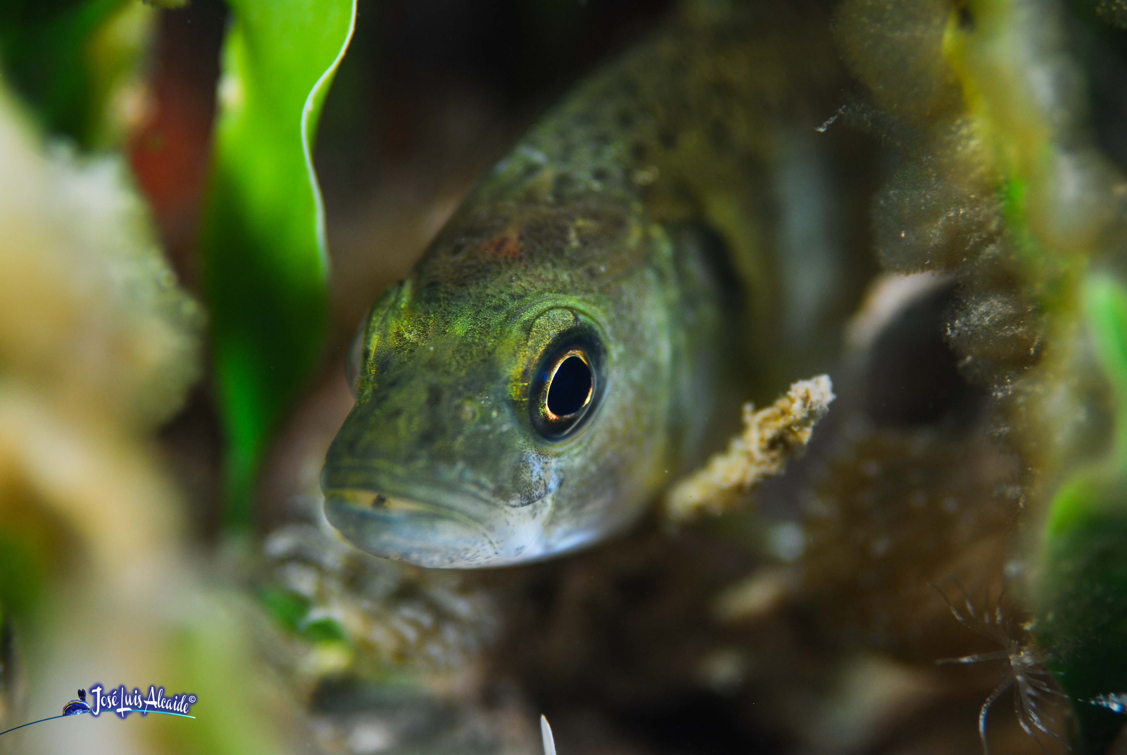 Dicentrarchus punctatus baila