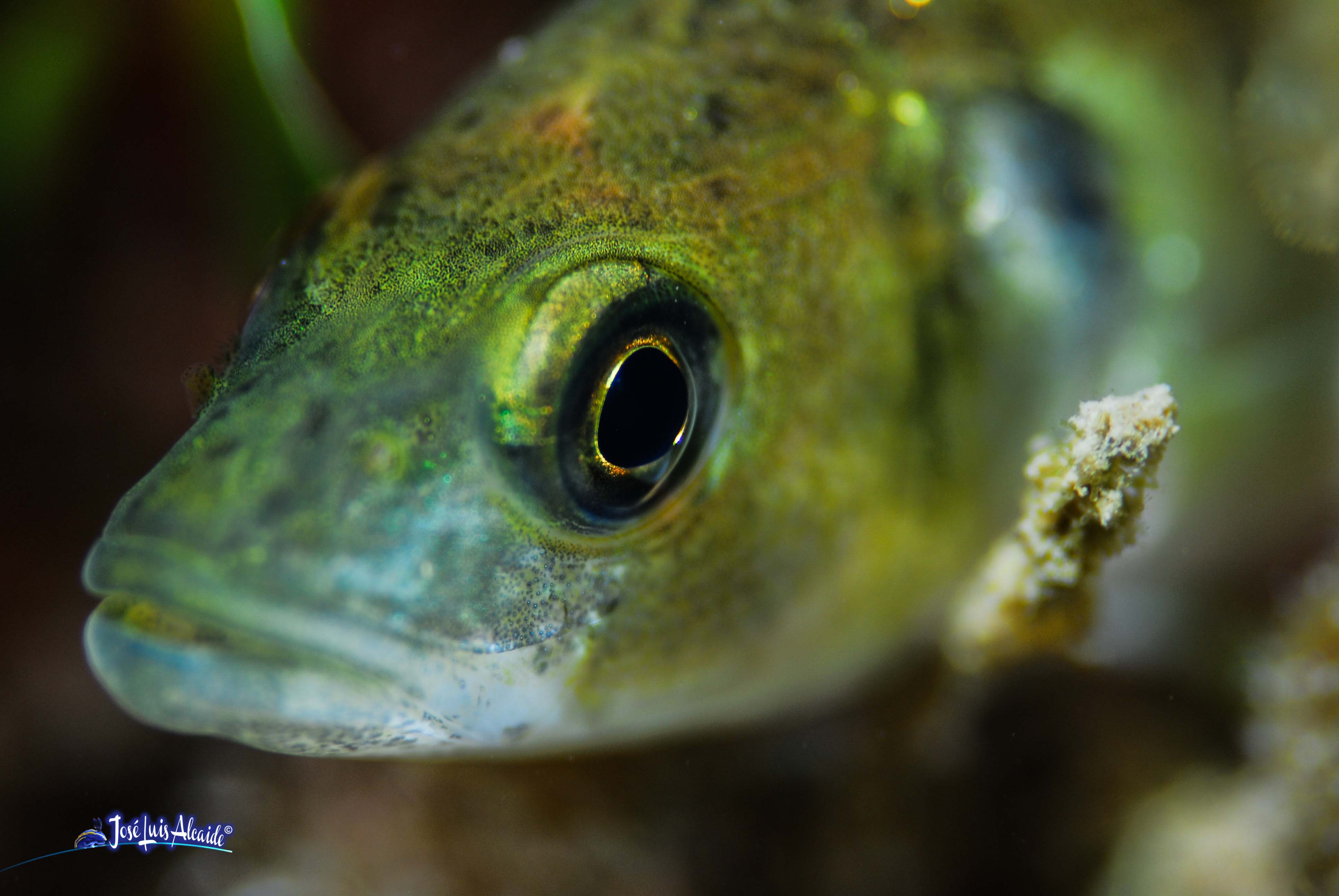 Dicentrarchus punctatus baila
