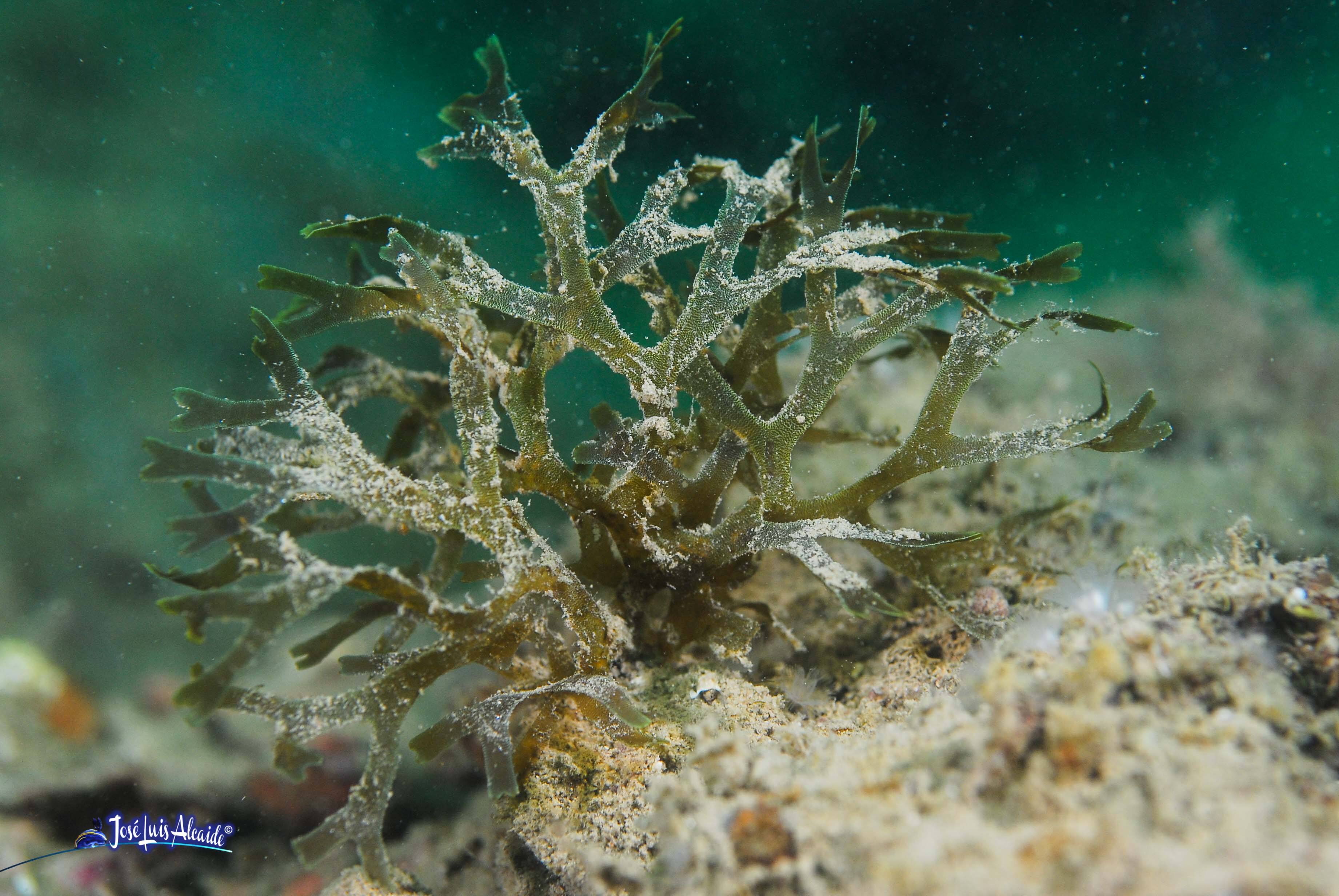 Dilophus fasciola