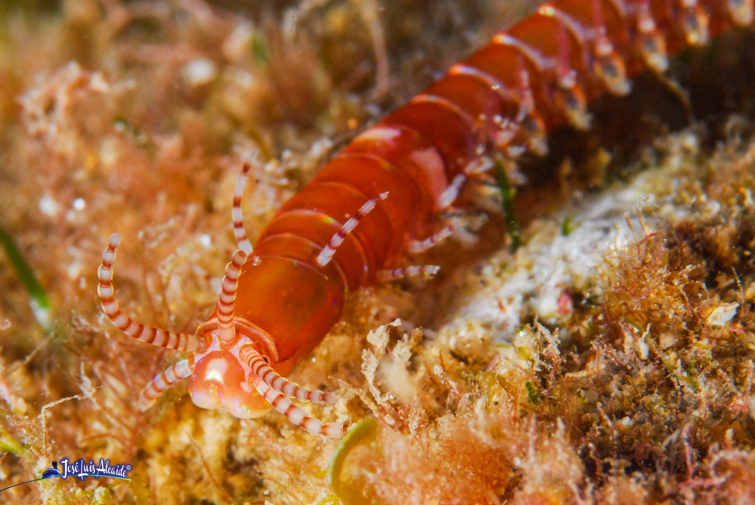 Diopatra neapolitana gusano naranja
