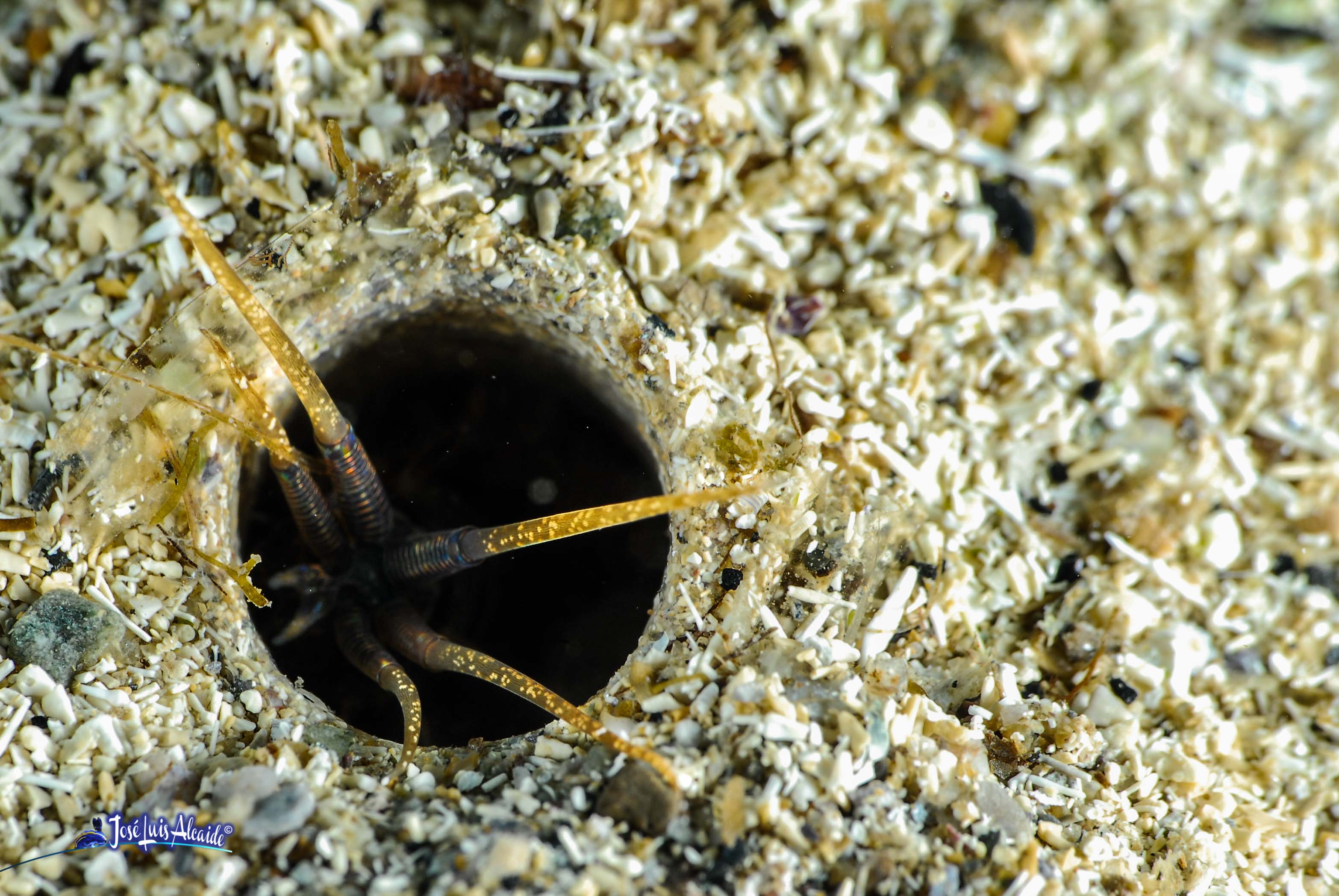 Diopatra neapolitana gusano naranja