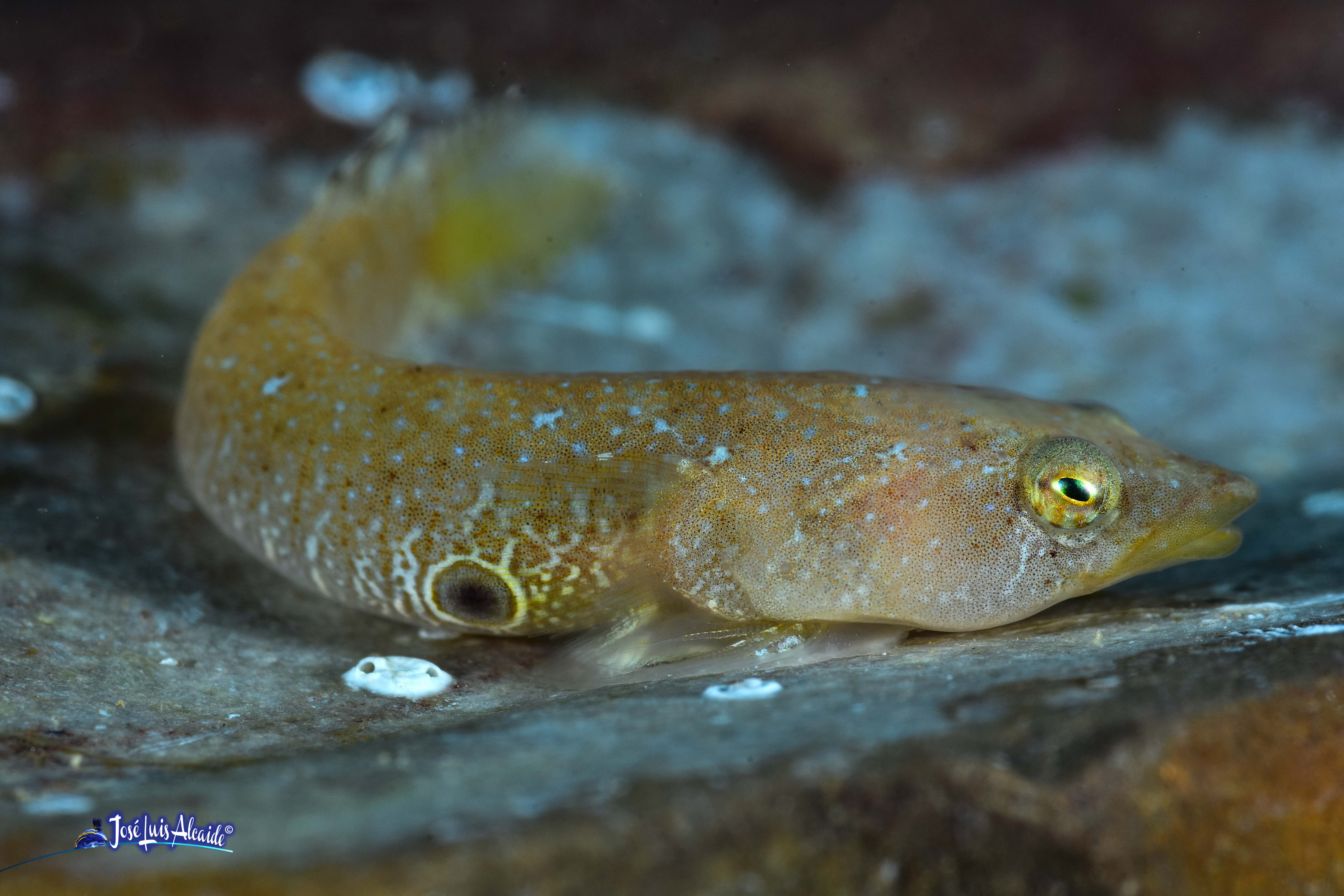 Diplecogaster bimaculata chafarrocas marrón