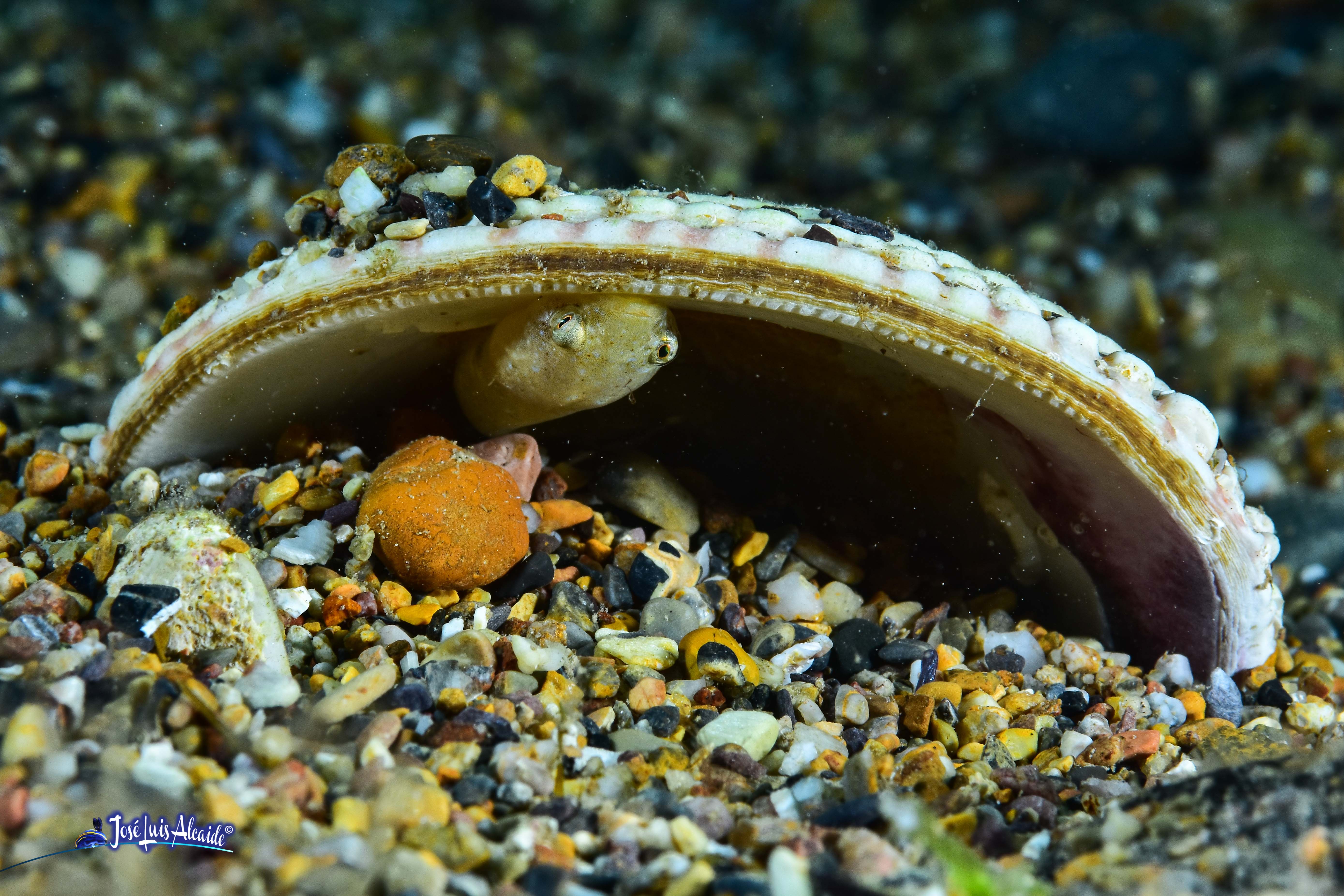 Diplecogaster bimaculata chafarrocas marrón