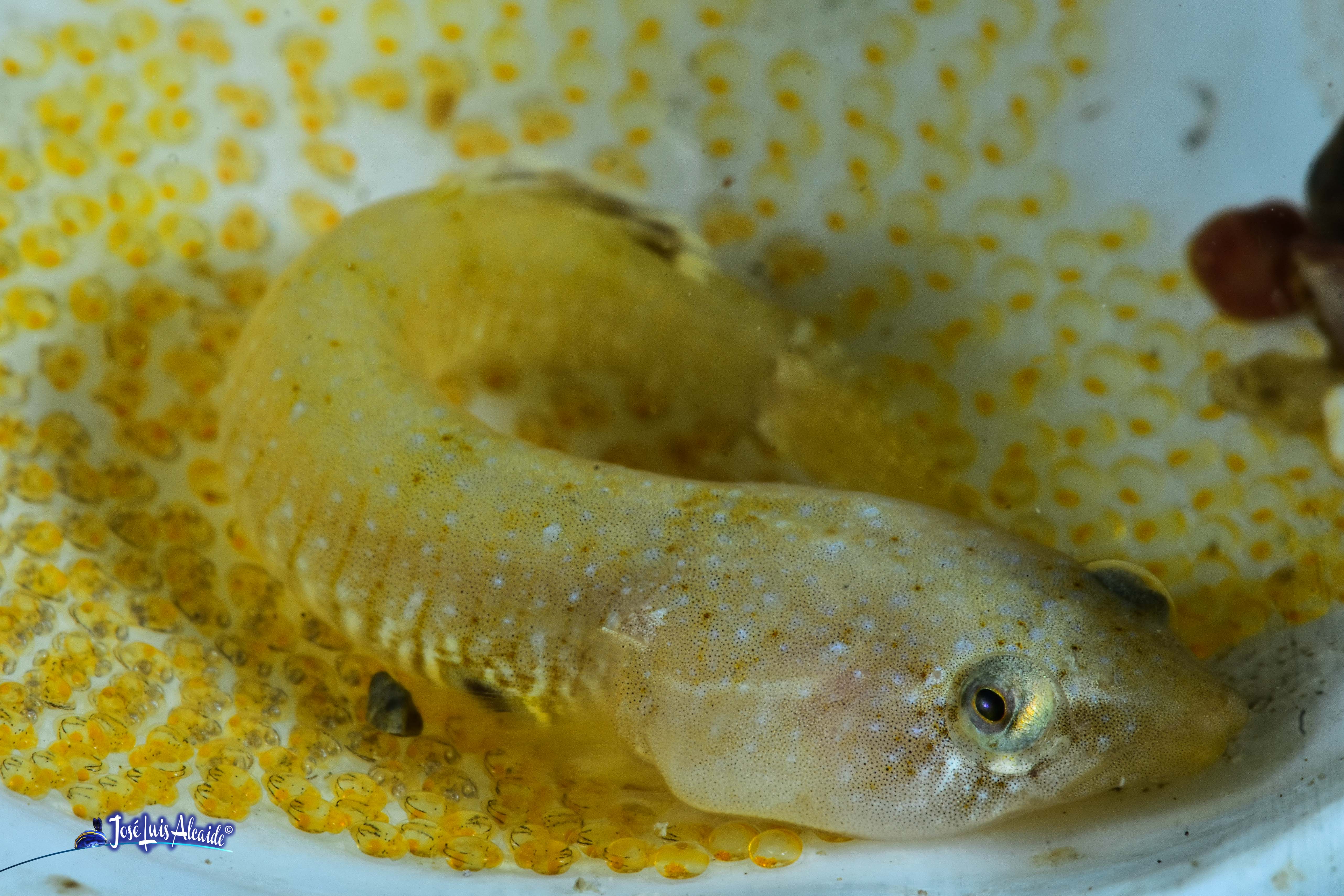 Diplecogaster bimaculata chafarrocas marrón