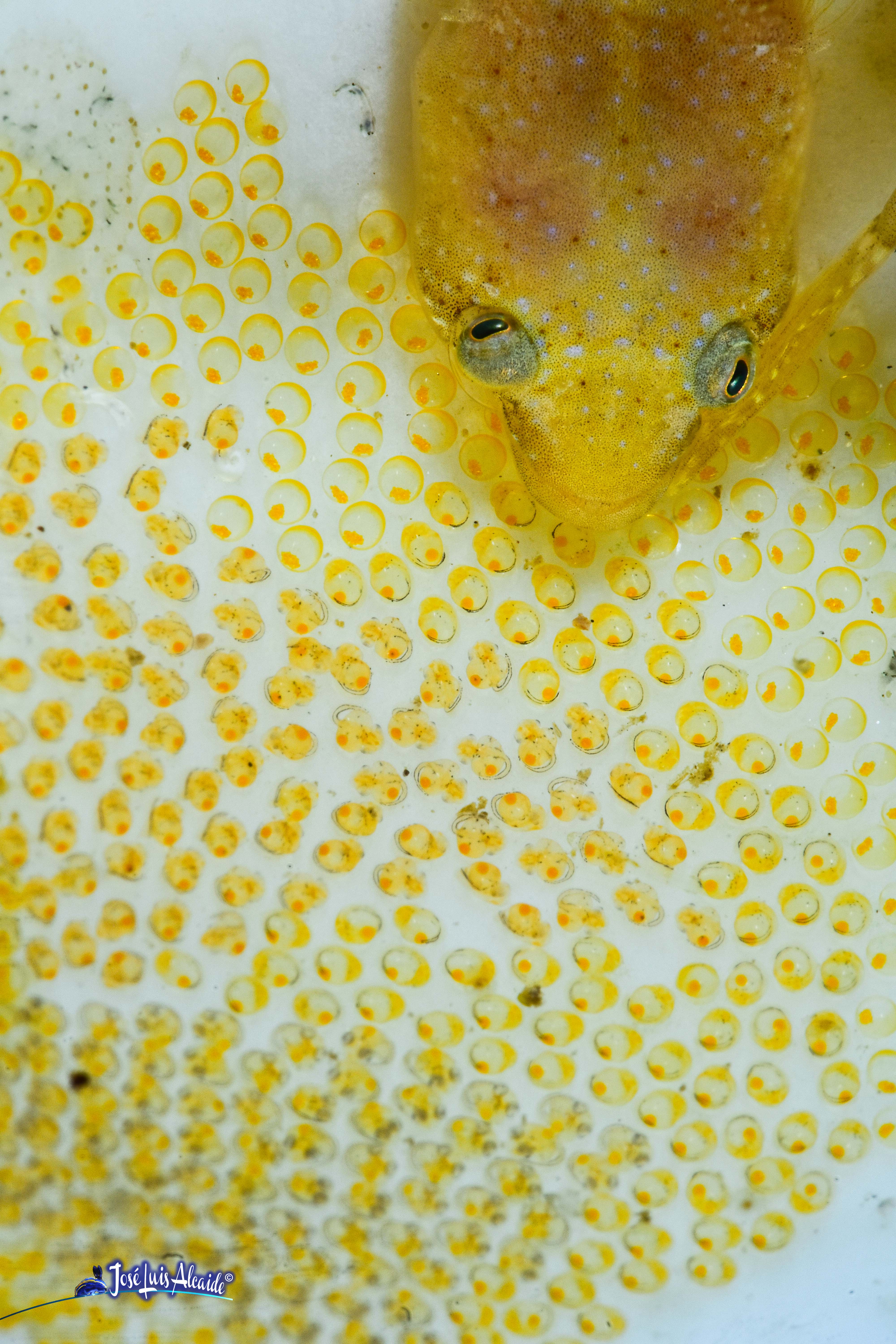 Diplecogaster bimaculata chafarrocas marrón