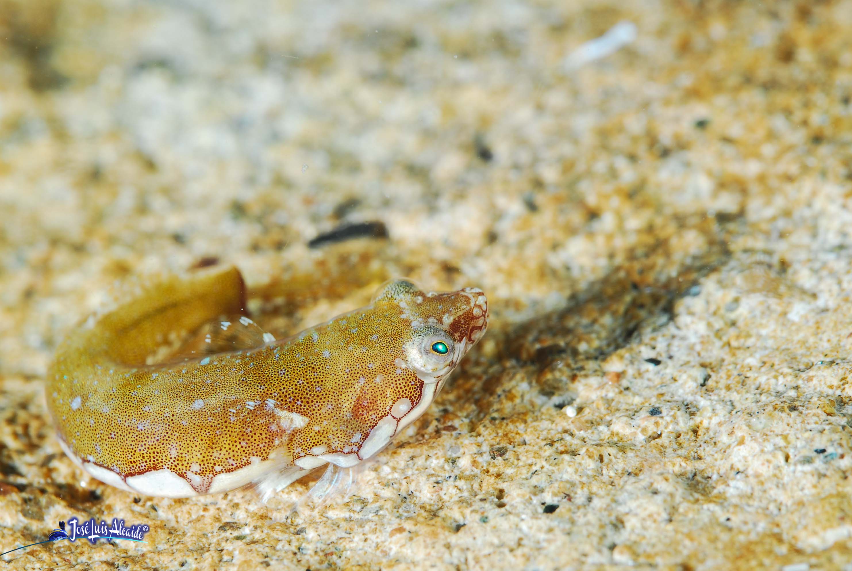 Diplecogaster bimaculata chafarrocas marrón
