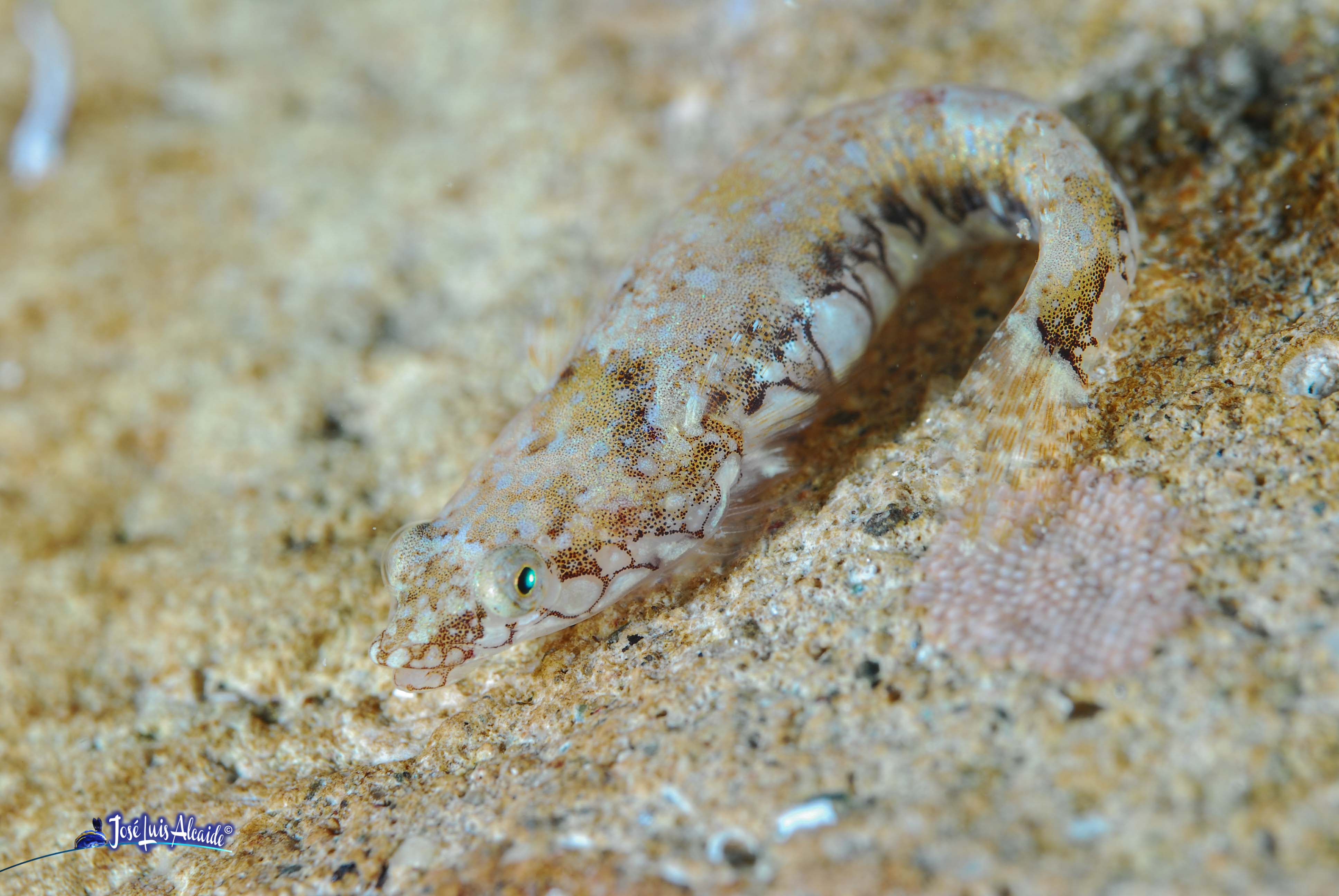 Diplecogaster bimaculata chafarrocas marrón