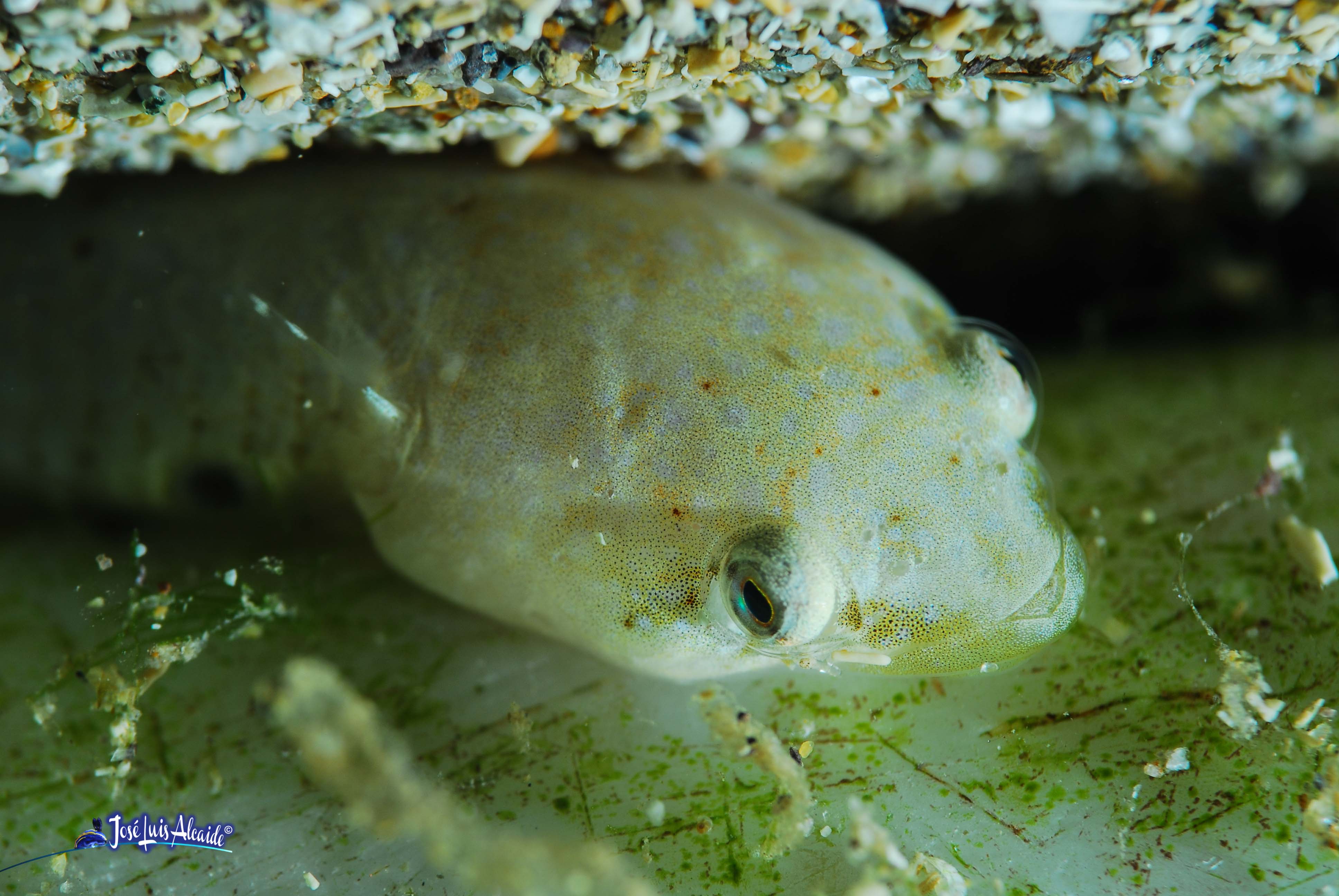 Diplecogaster bimaculata chafarrocas marrón
