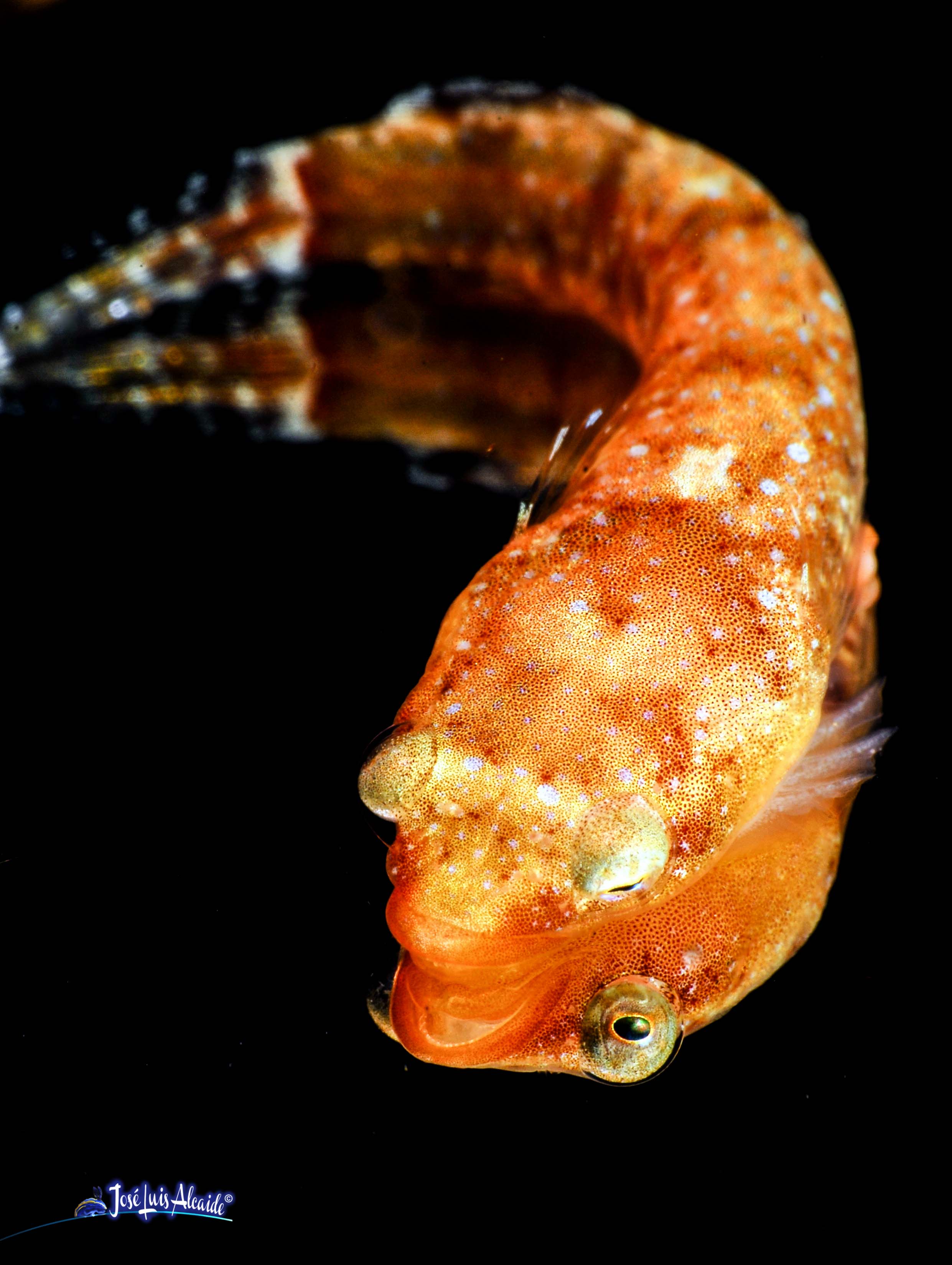 Diplecogaster bimaculata chafarrocas marrón