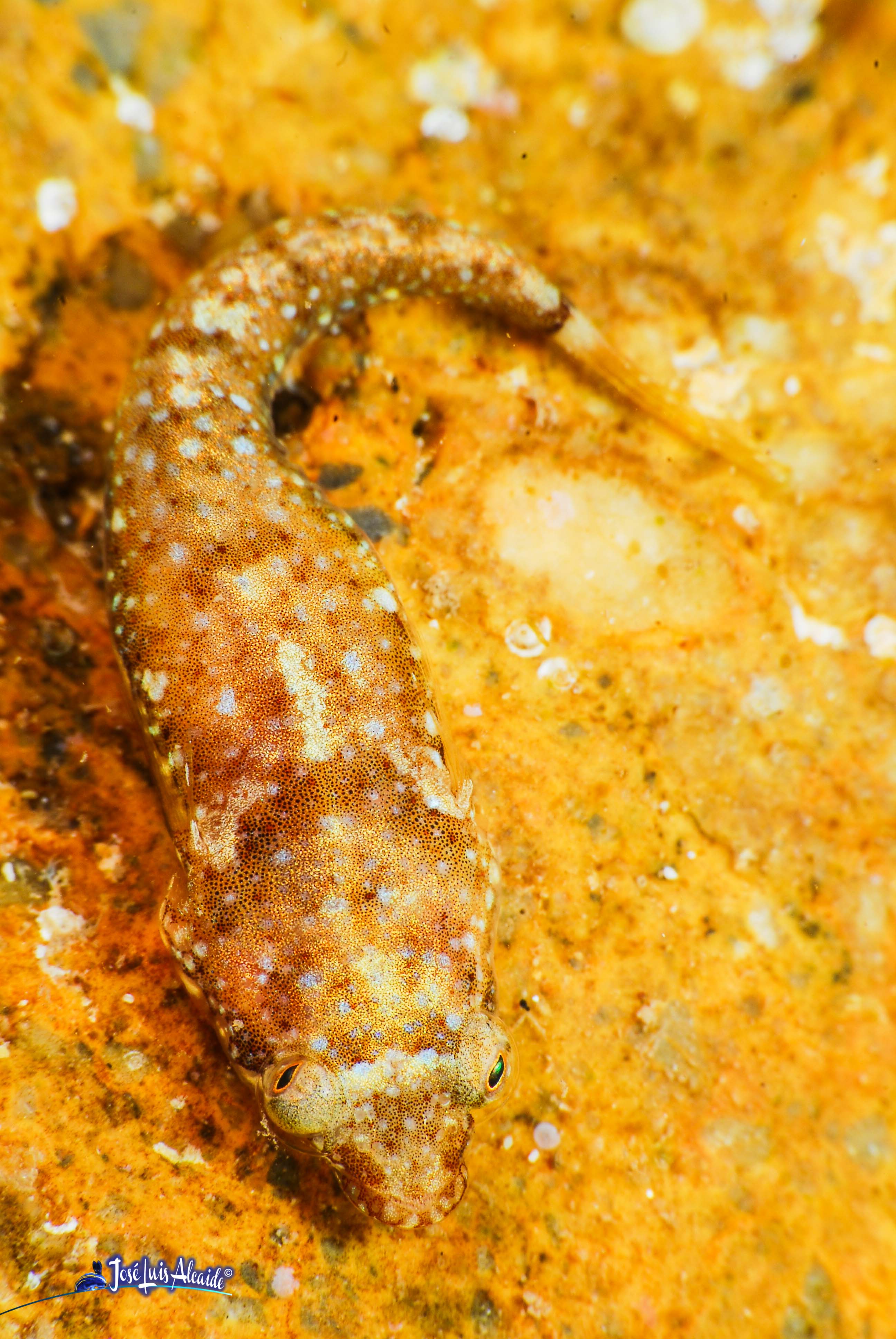 Diplecogaster bimaculata chafarrocas marrón