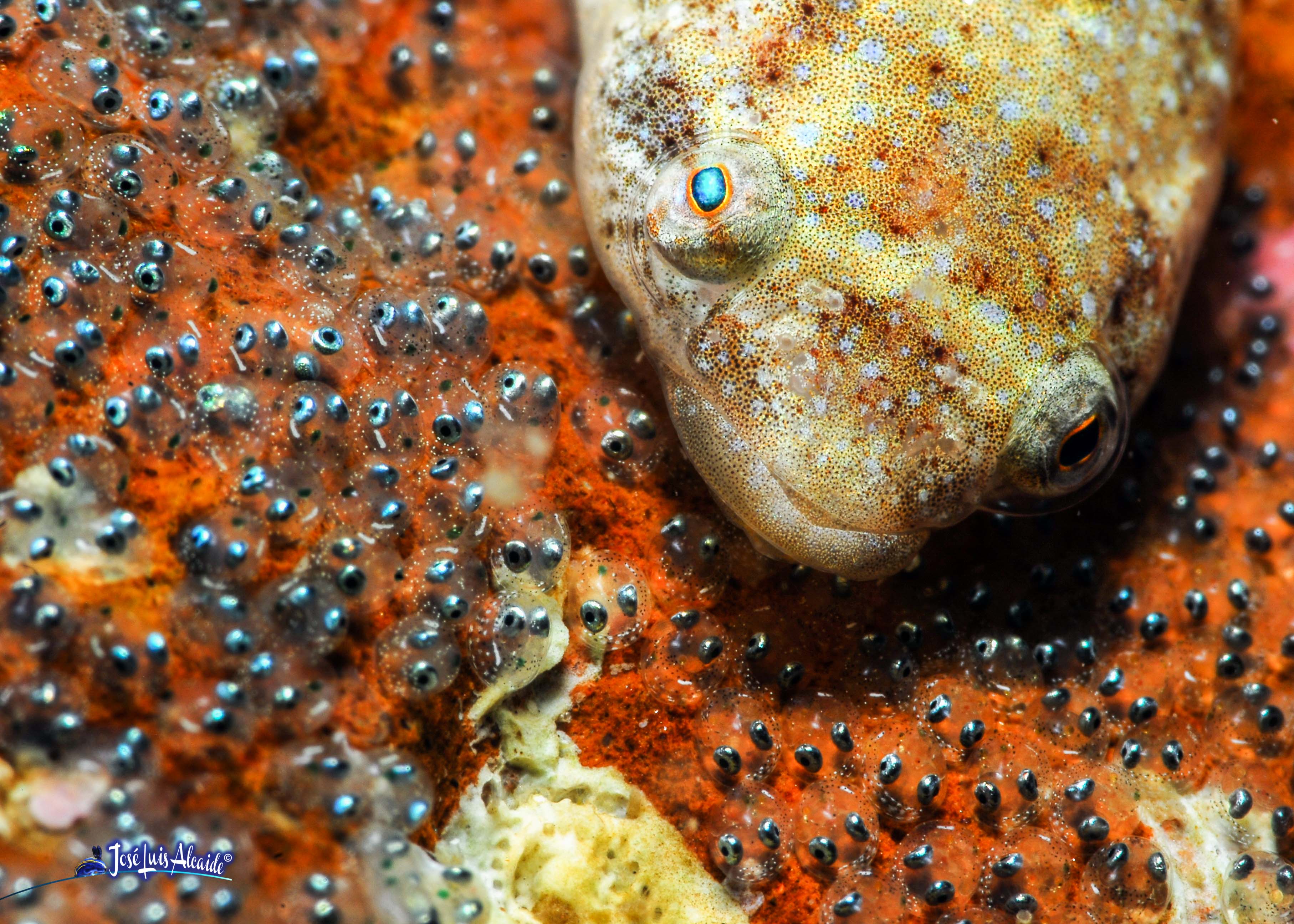 Diplecogaster bimaculata chafarrocas marrón