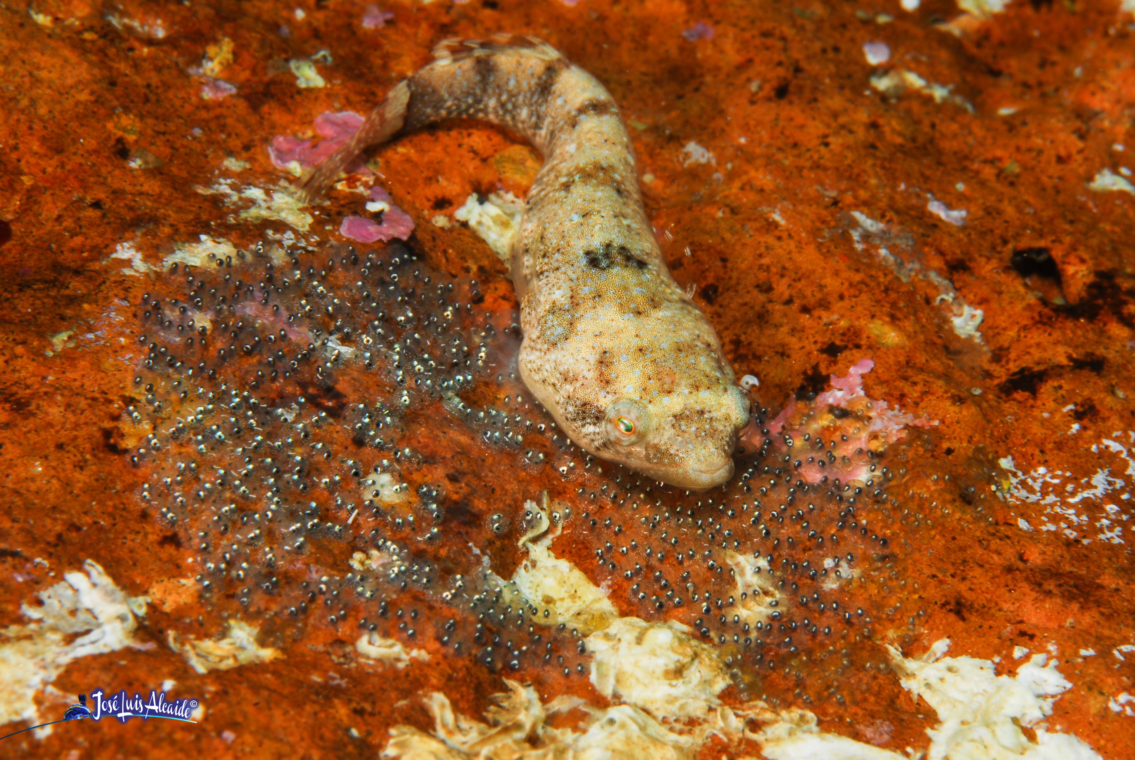 Diplecogaster bimaculata chafarrocas marrón