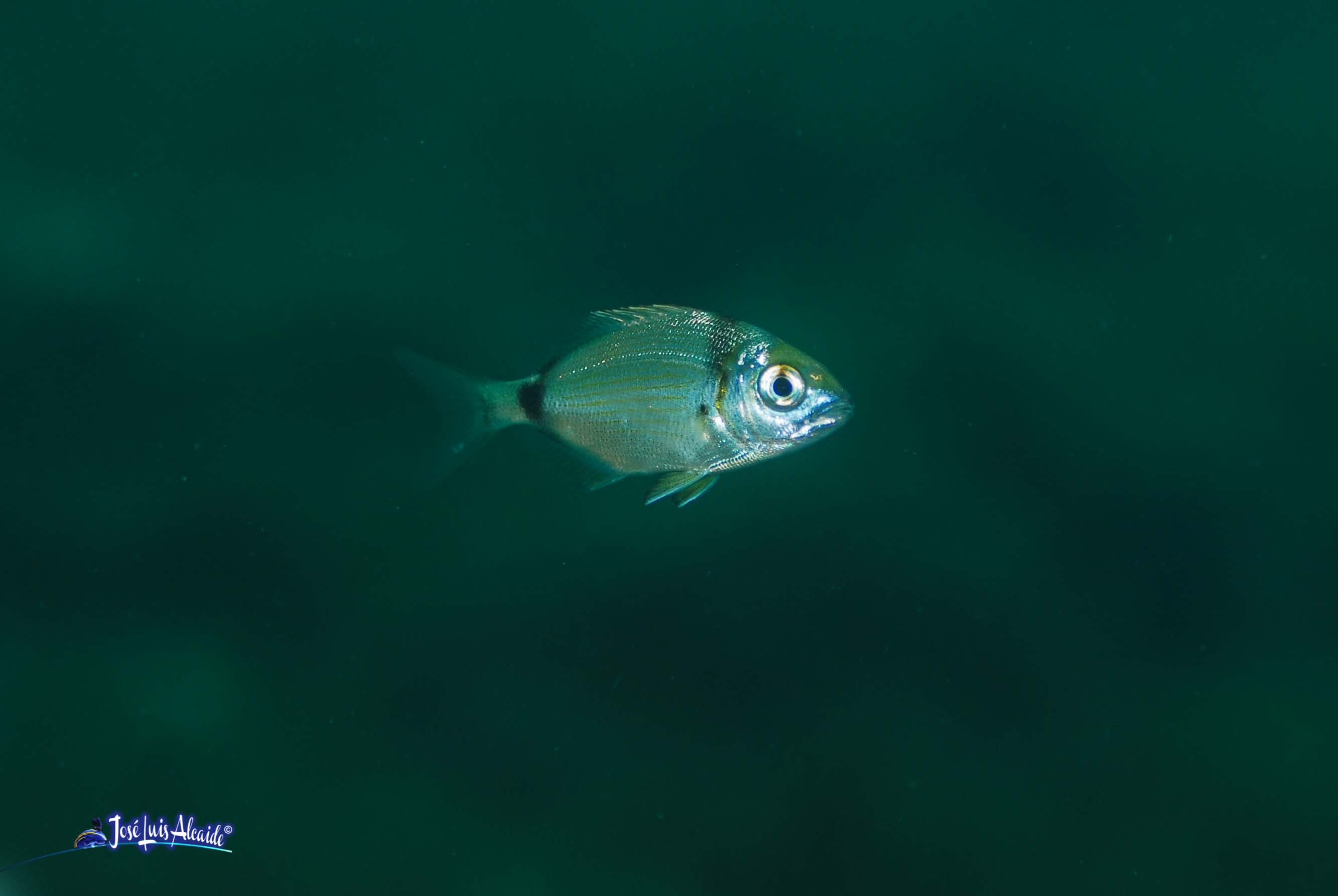 Diplodus annularis raspallón