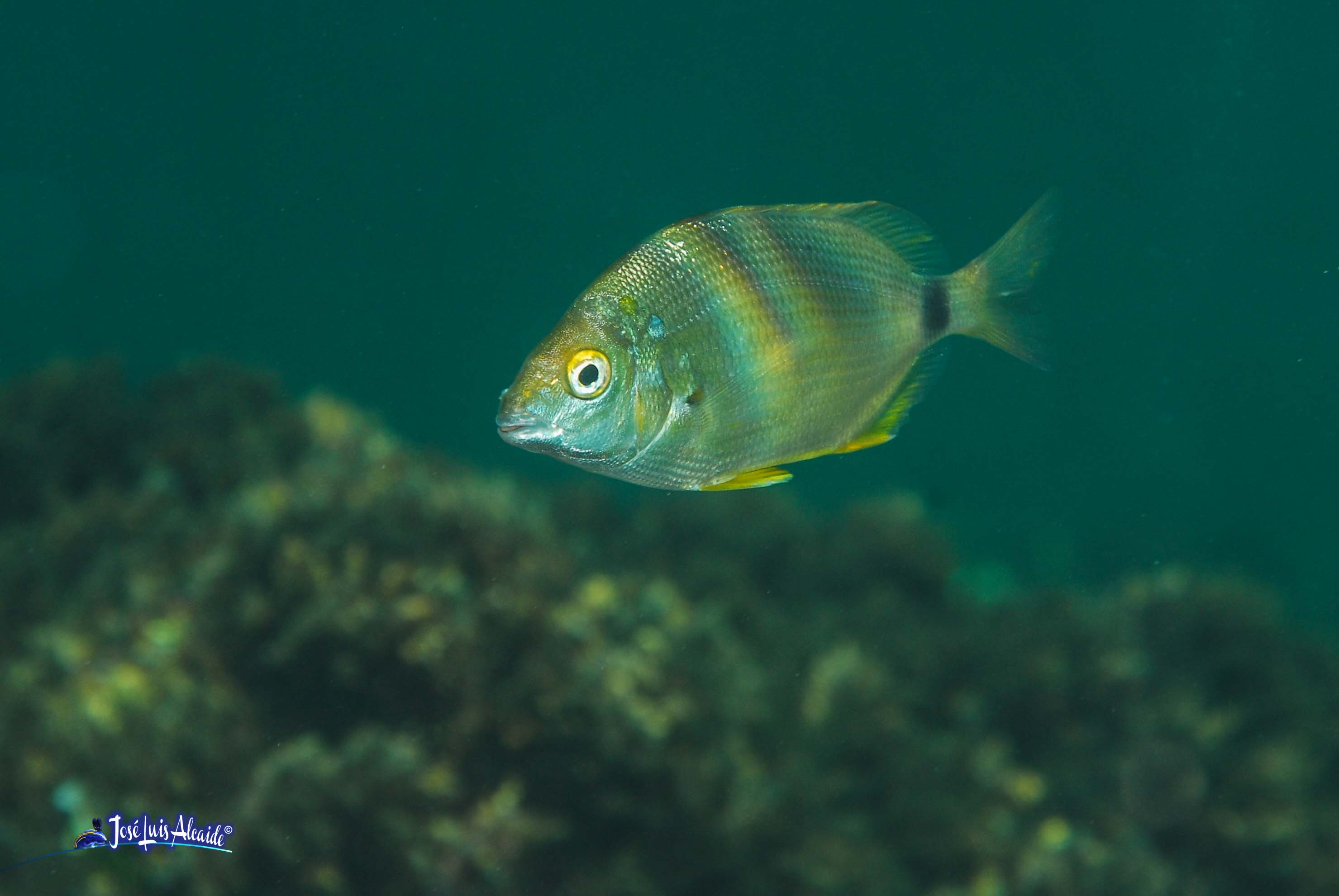 Diplodus annularis raspallón