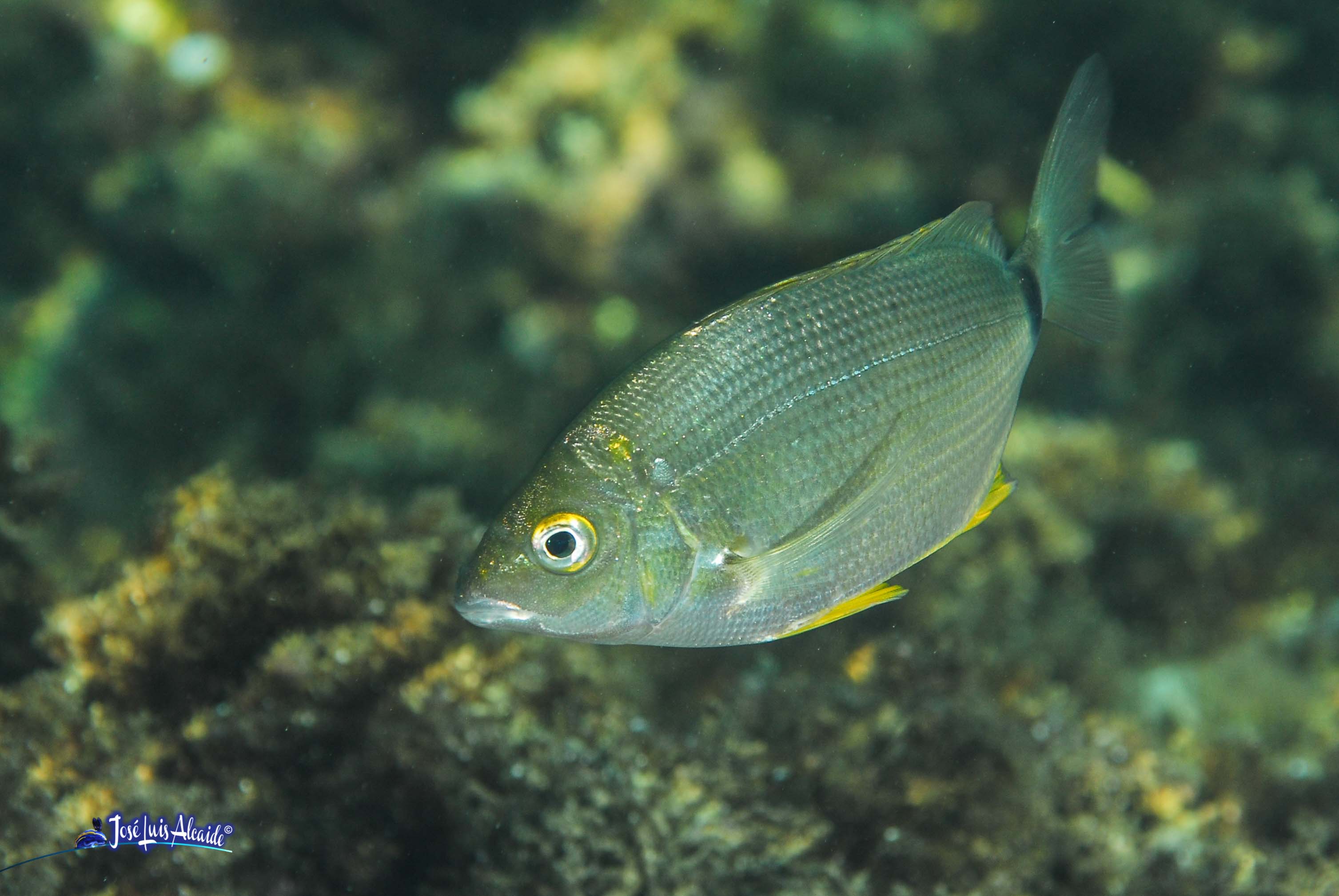 Diplodus annularis raspallón