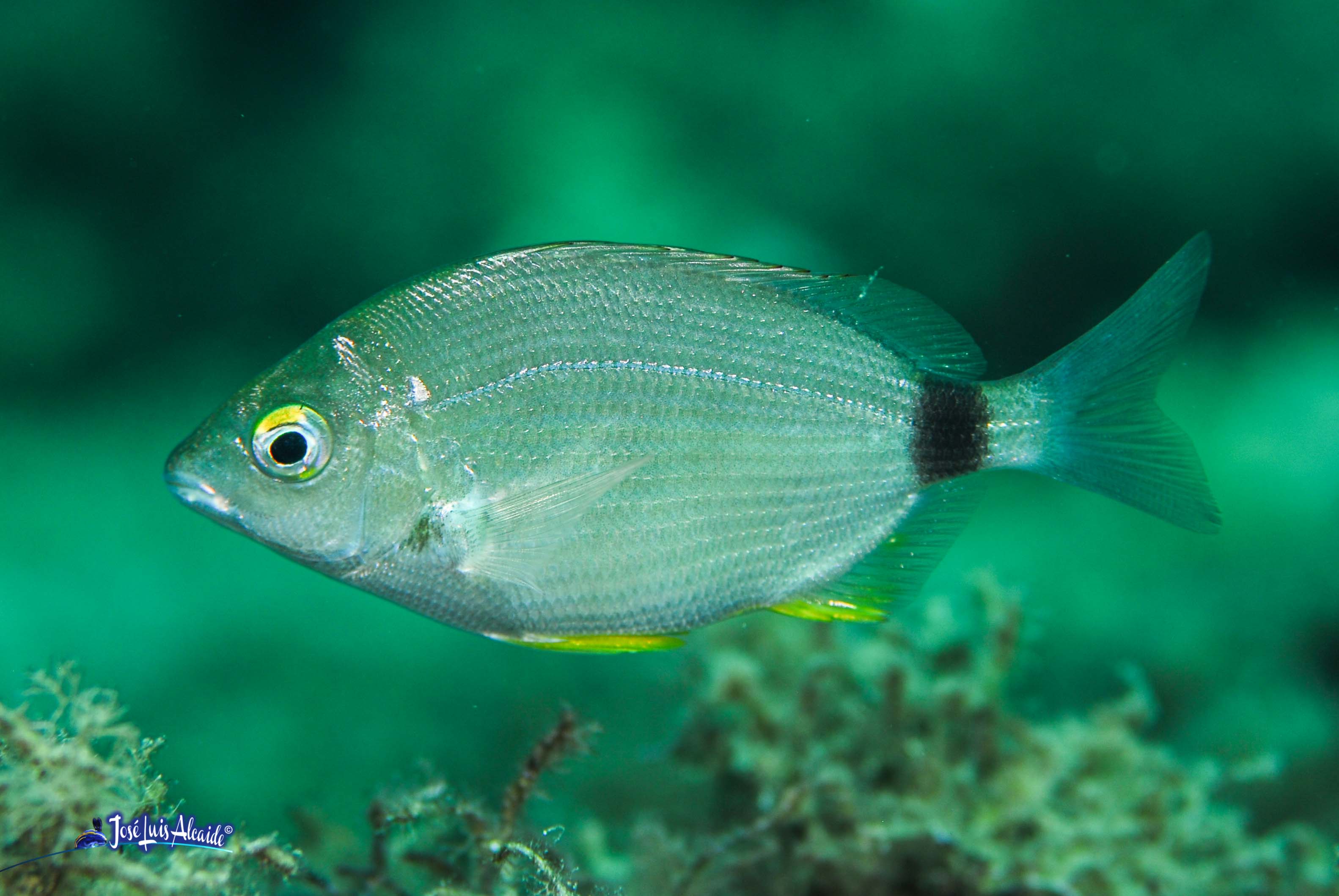Diplodus annularis raspallón
