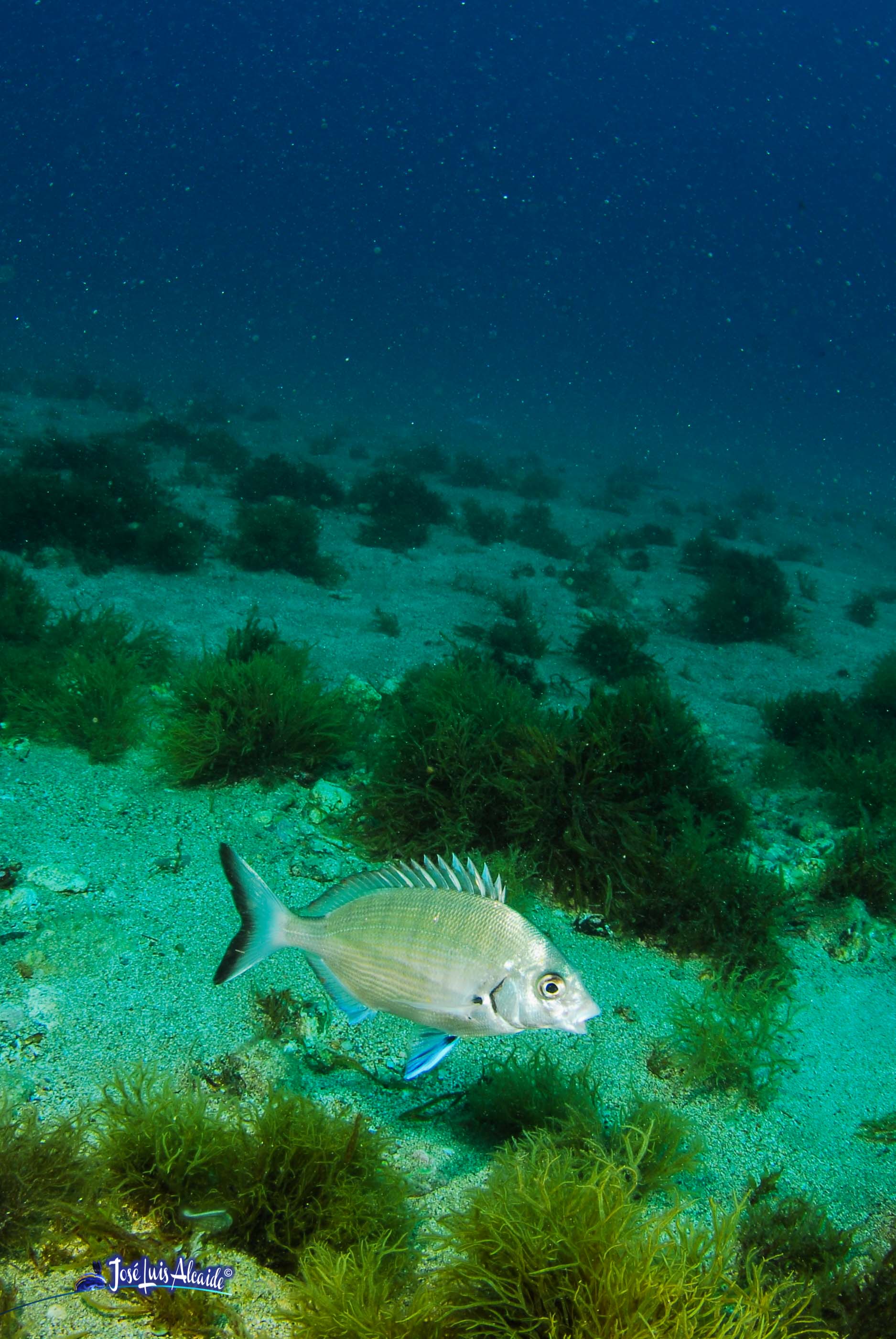 Diplodus annularis raspallón