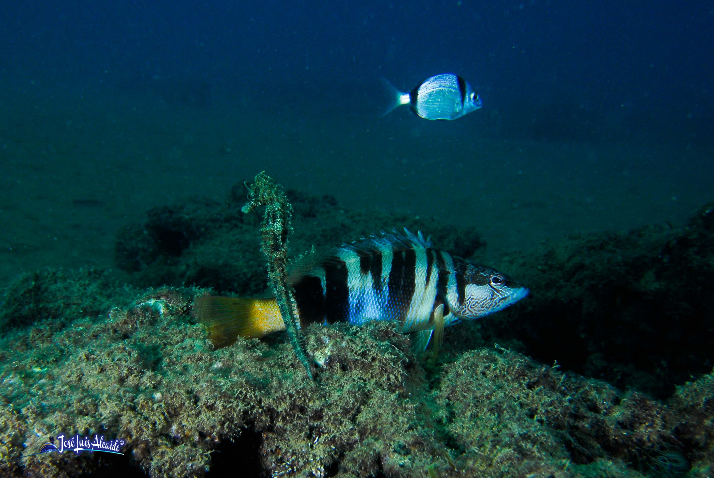 Diplodus annularis raspallón