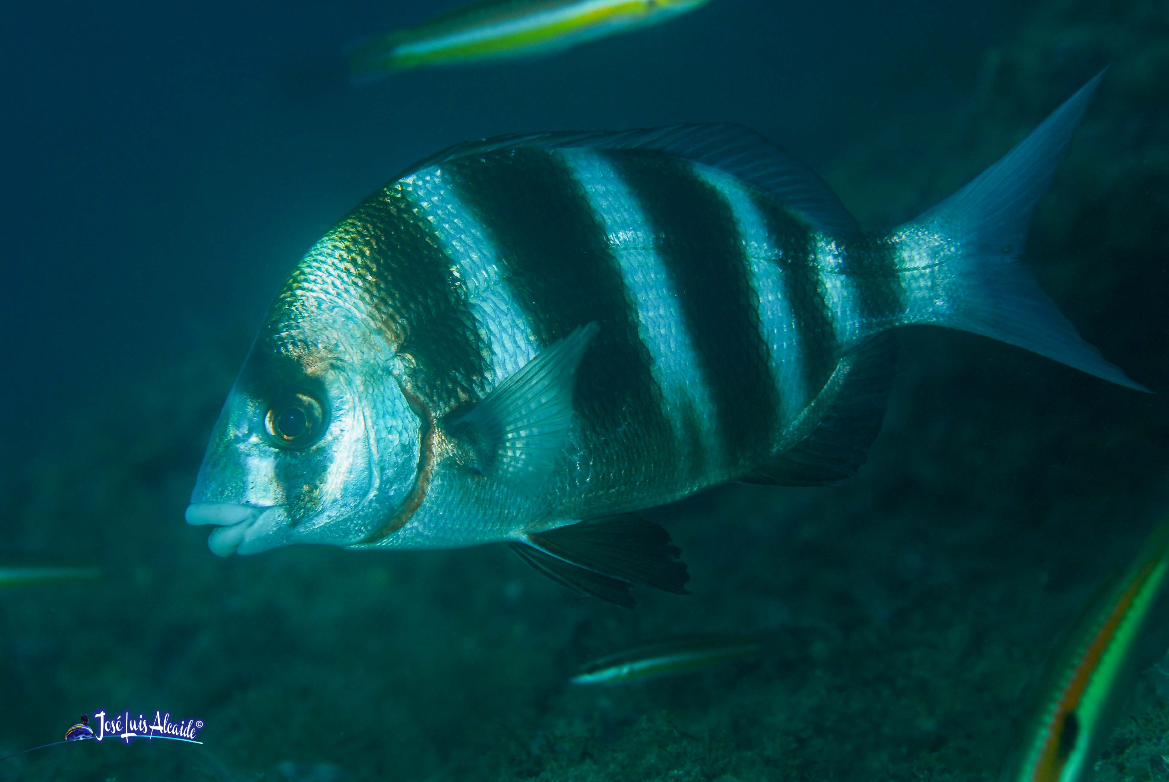 Diplodus cervinus sargo imperial bedao sargo breado