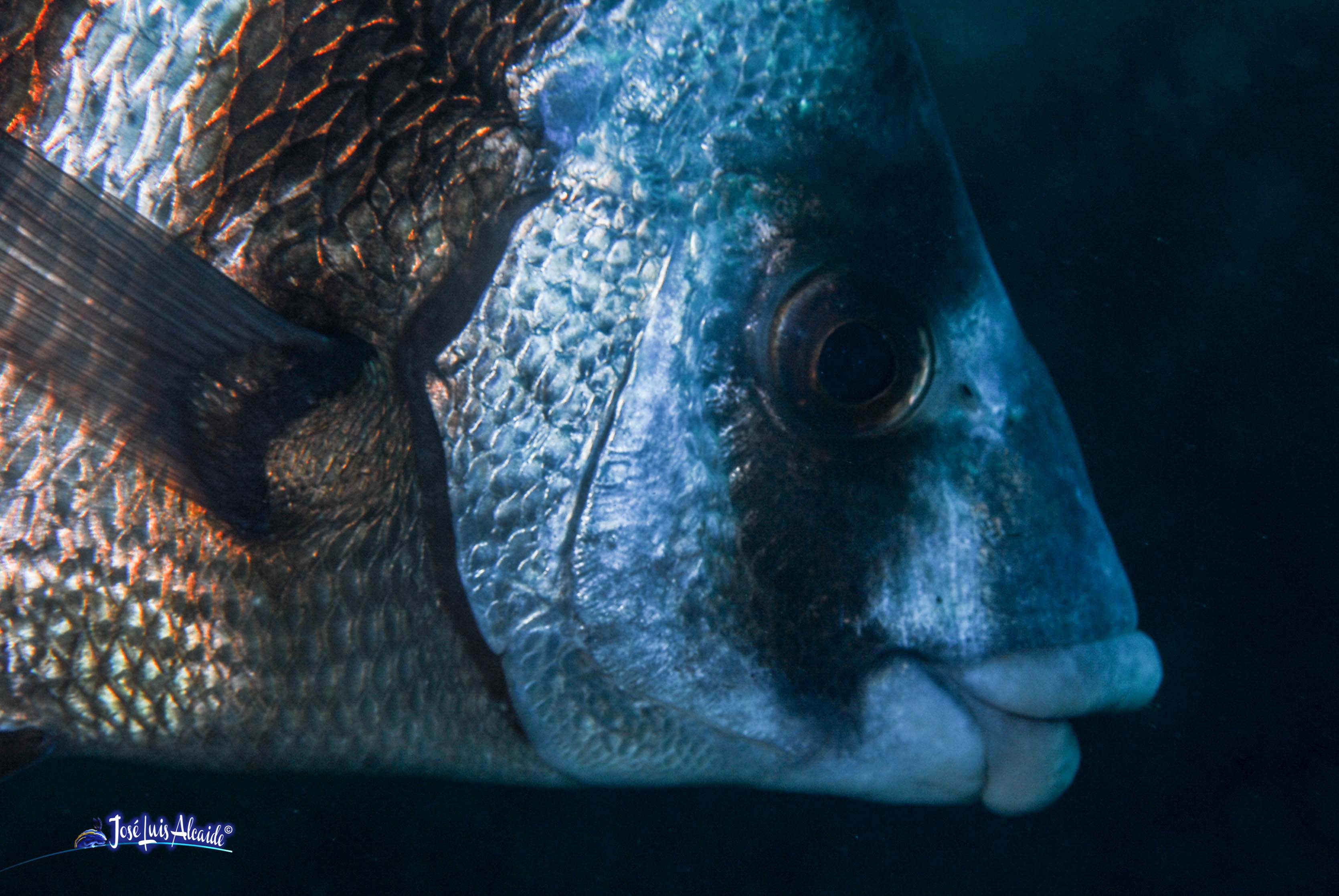 Diplodus cervinus sargo imperial bedao sargo breado