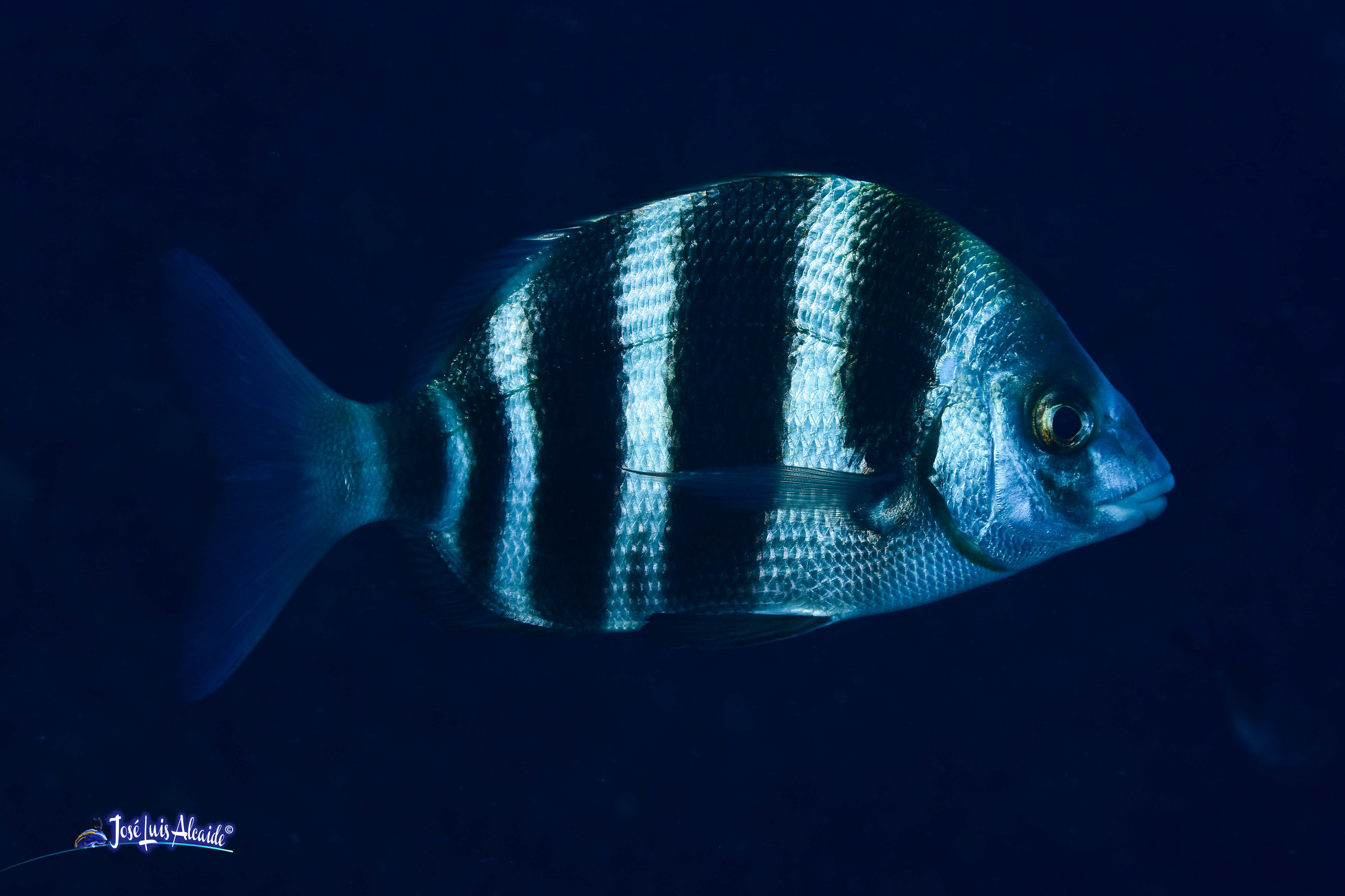 Diplodus cervinus sargo imperial bedao sargo breado