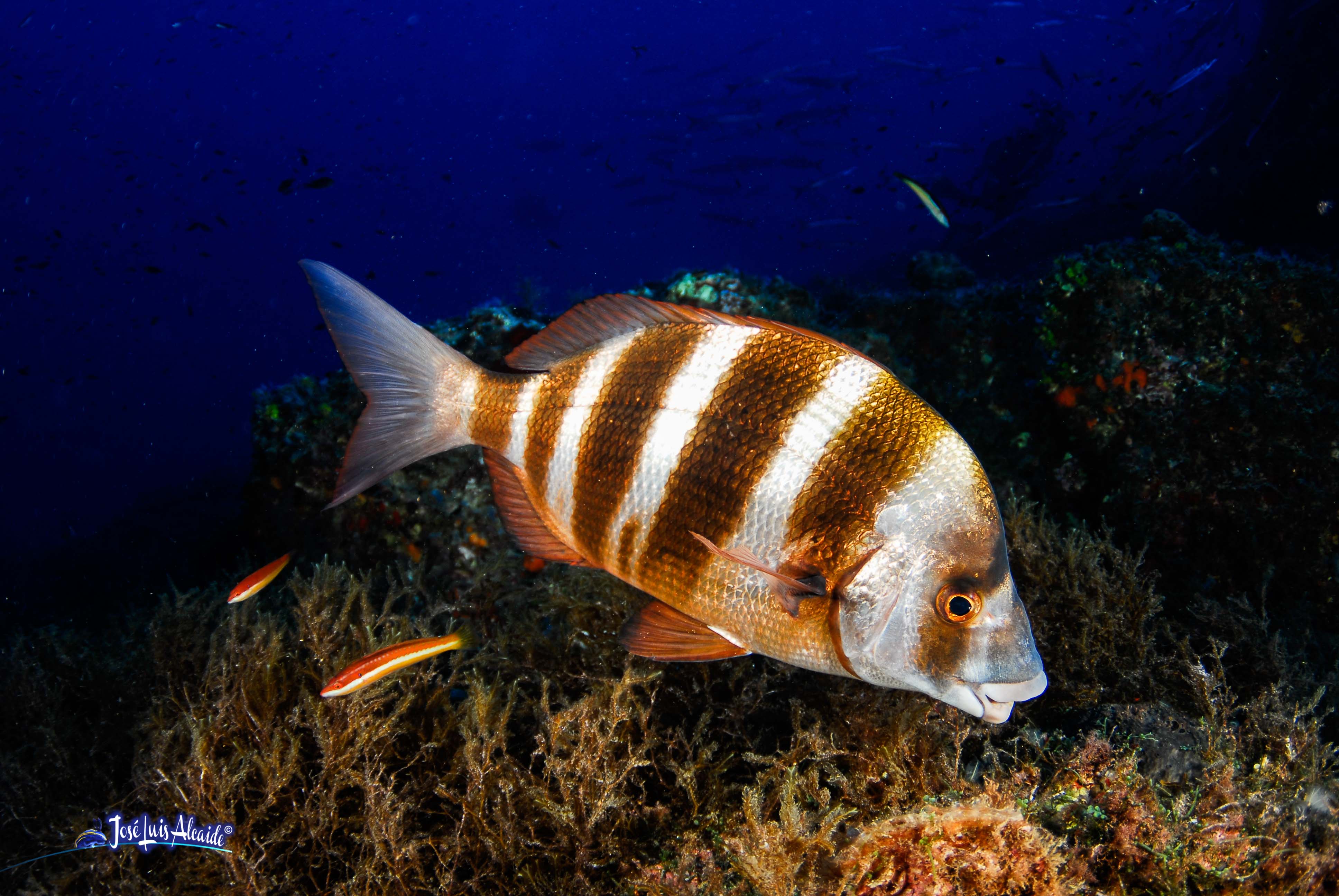 Diplodus cervinus sargo imperial bedao sargo breado