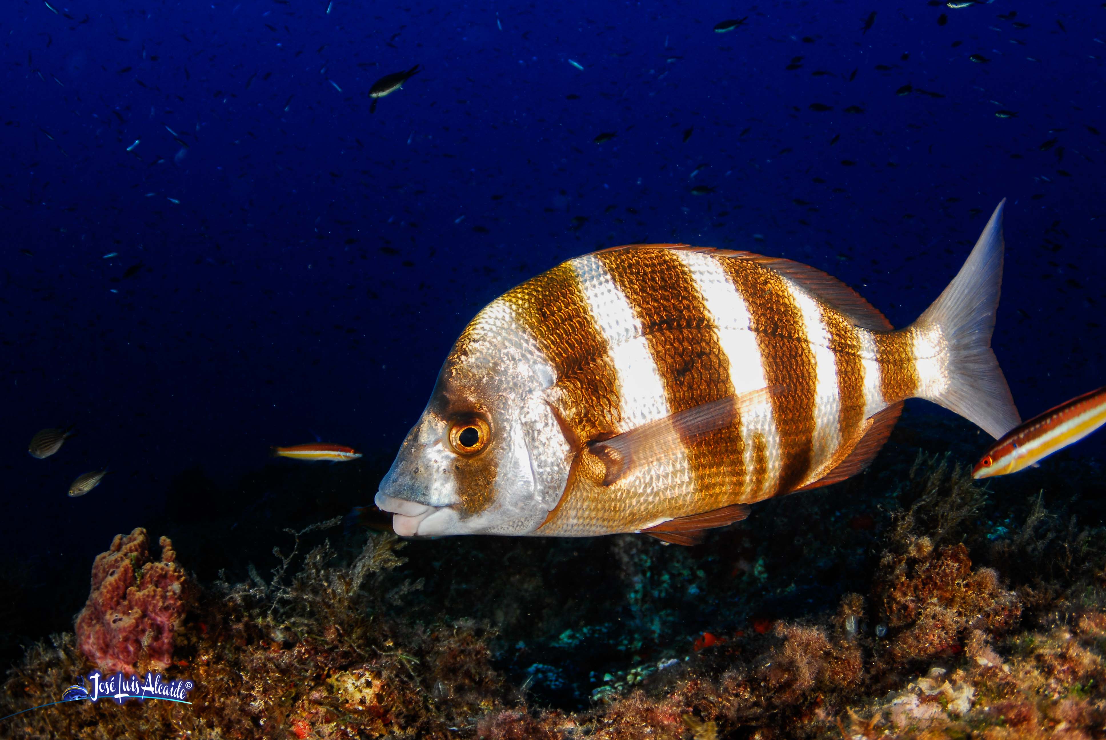 Diplodus cervinus sargo imperial bedao sargo breado