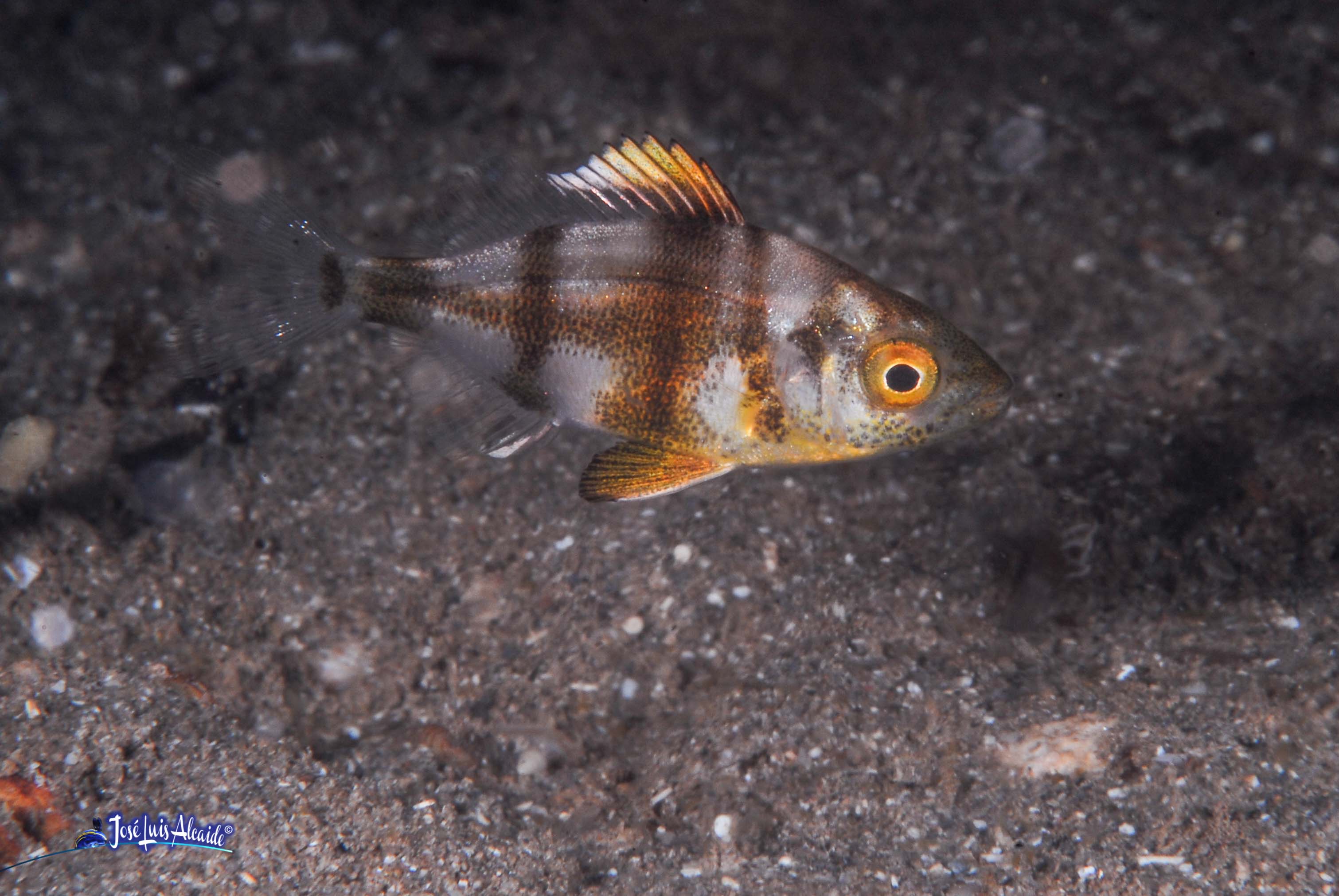 Diplodus cervinus sargo imperial bedao sargo breado